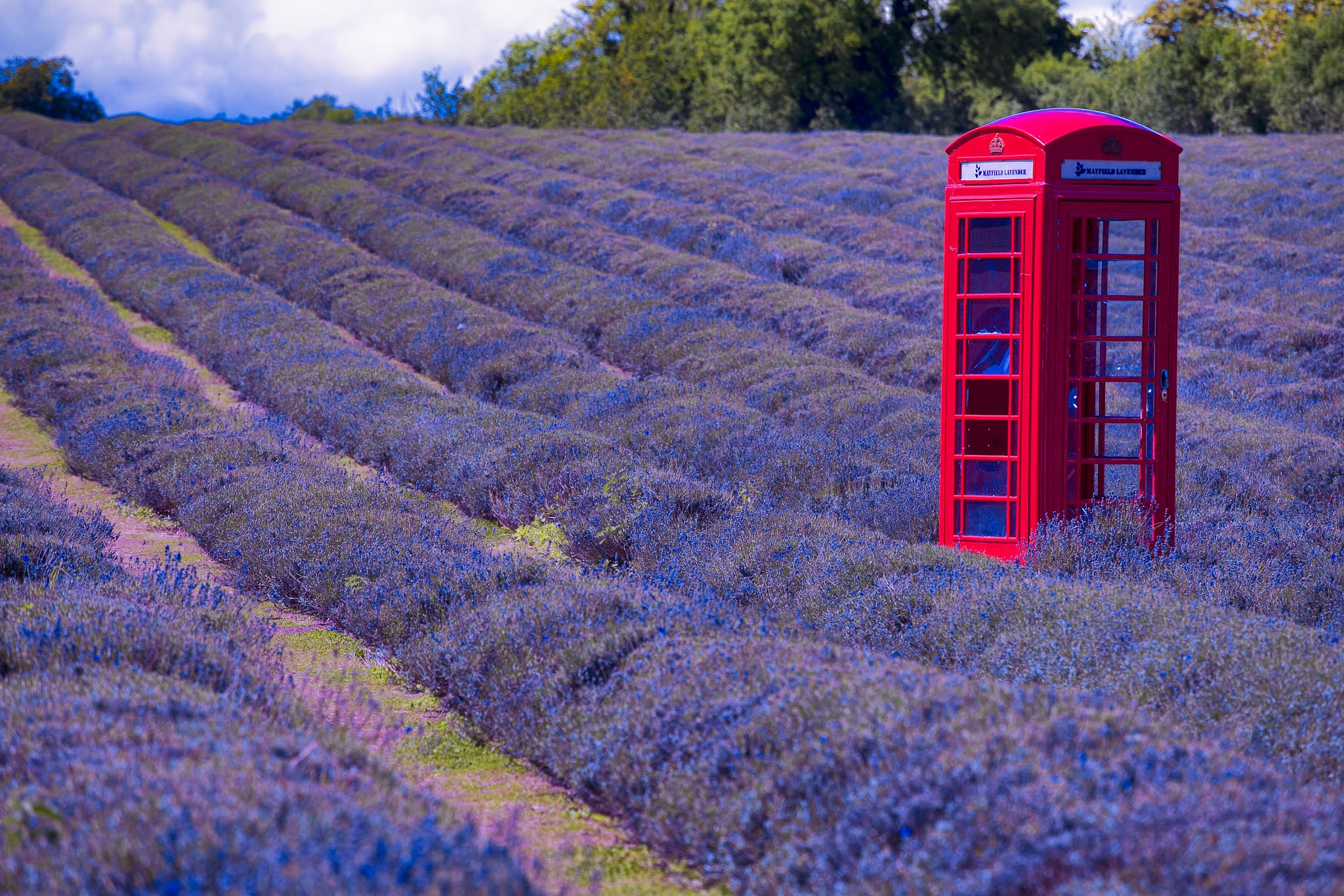 know about Mayfield Lavender Farm - the red phone box