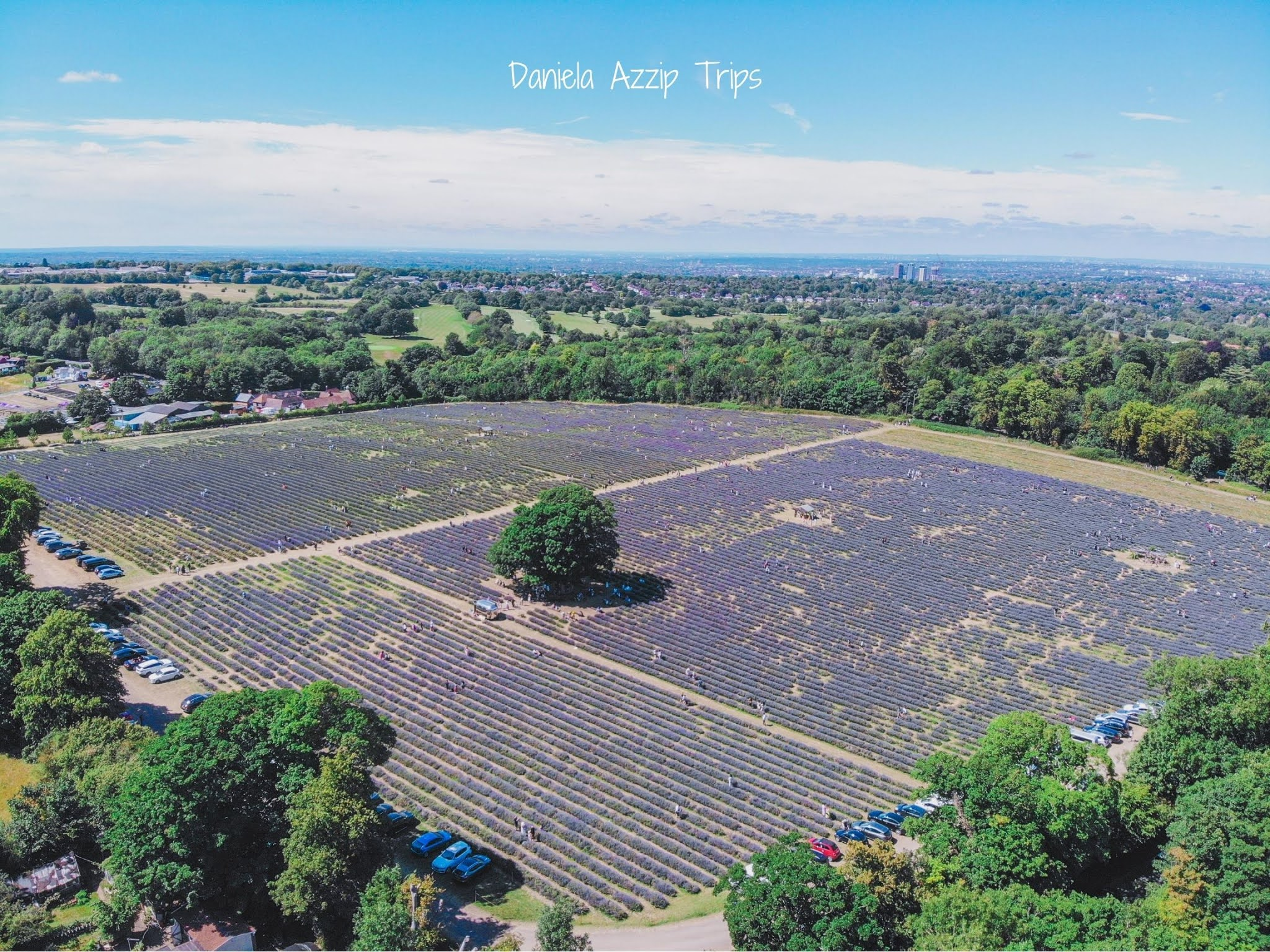 drone view from above Mayfield Lavender Farm