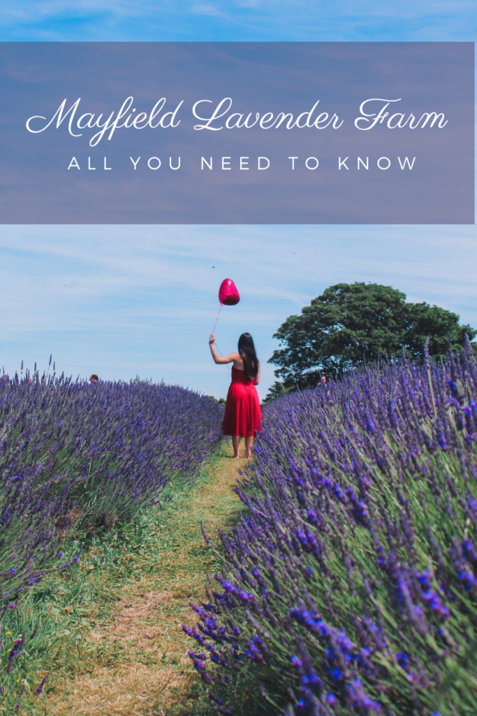 All you need to know about Mayfield Lavender Farm