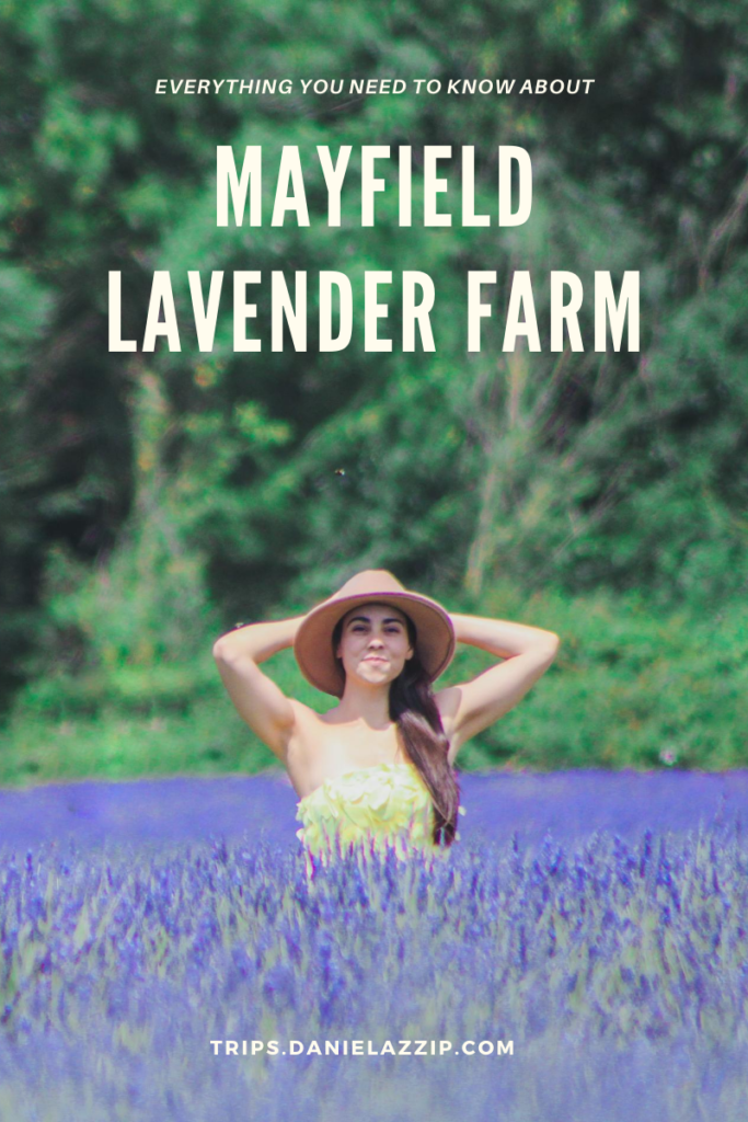 Everything you need to know about Mayfield Lavender Farm