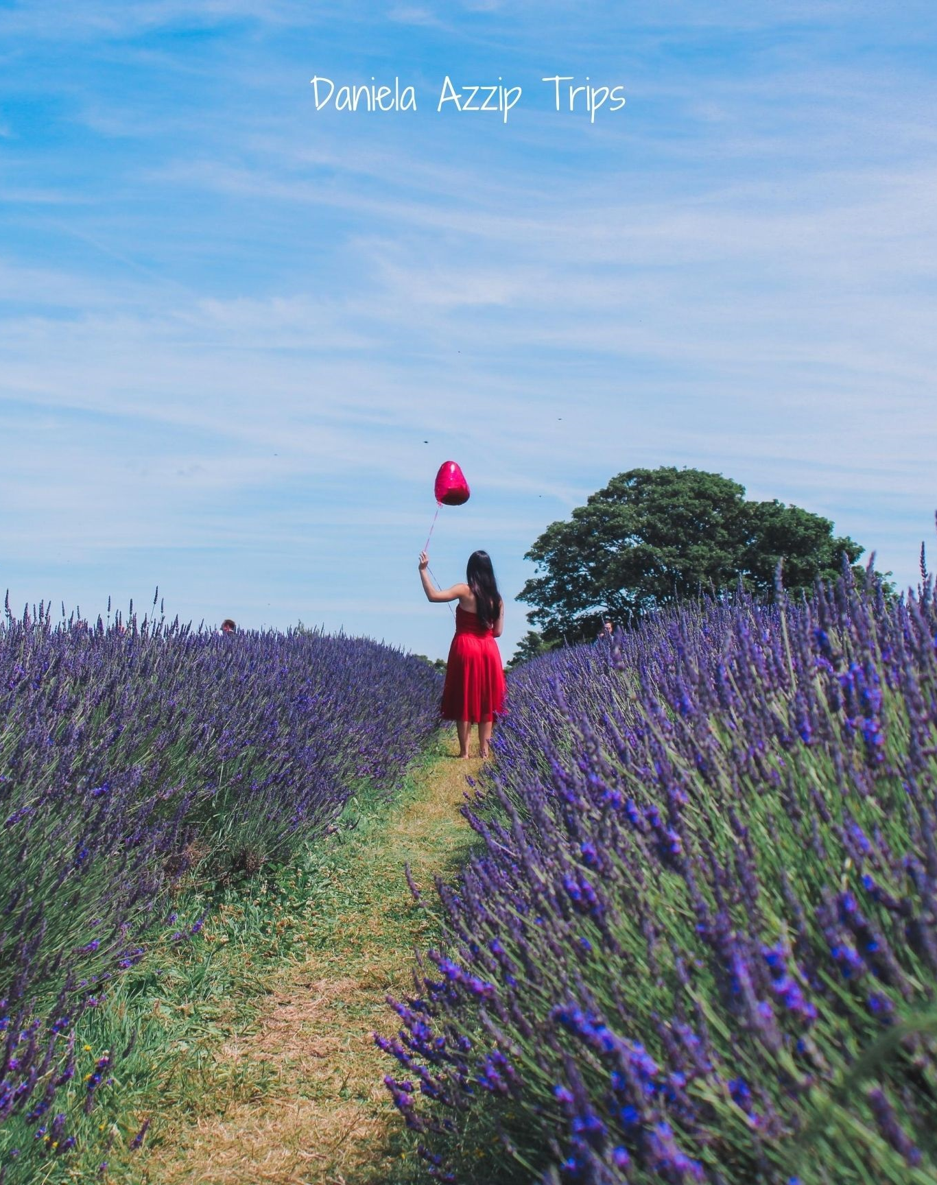 when to visit - know about Mayfield Lavender Farm