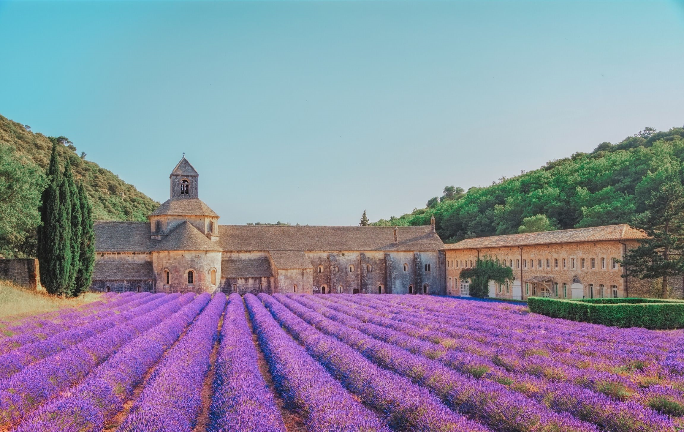 Senanque Abbey lavander fields in Gordes, France