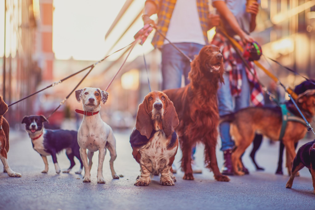 dog sitting and walking is a great way to earn money while travelling