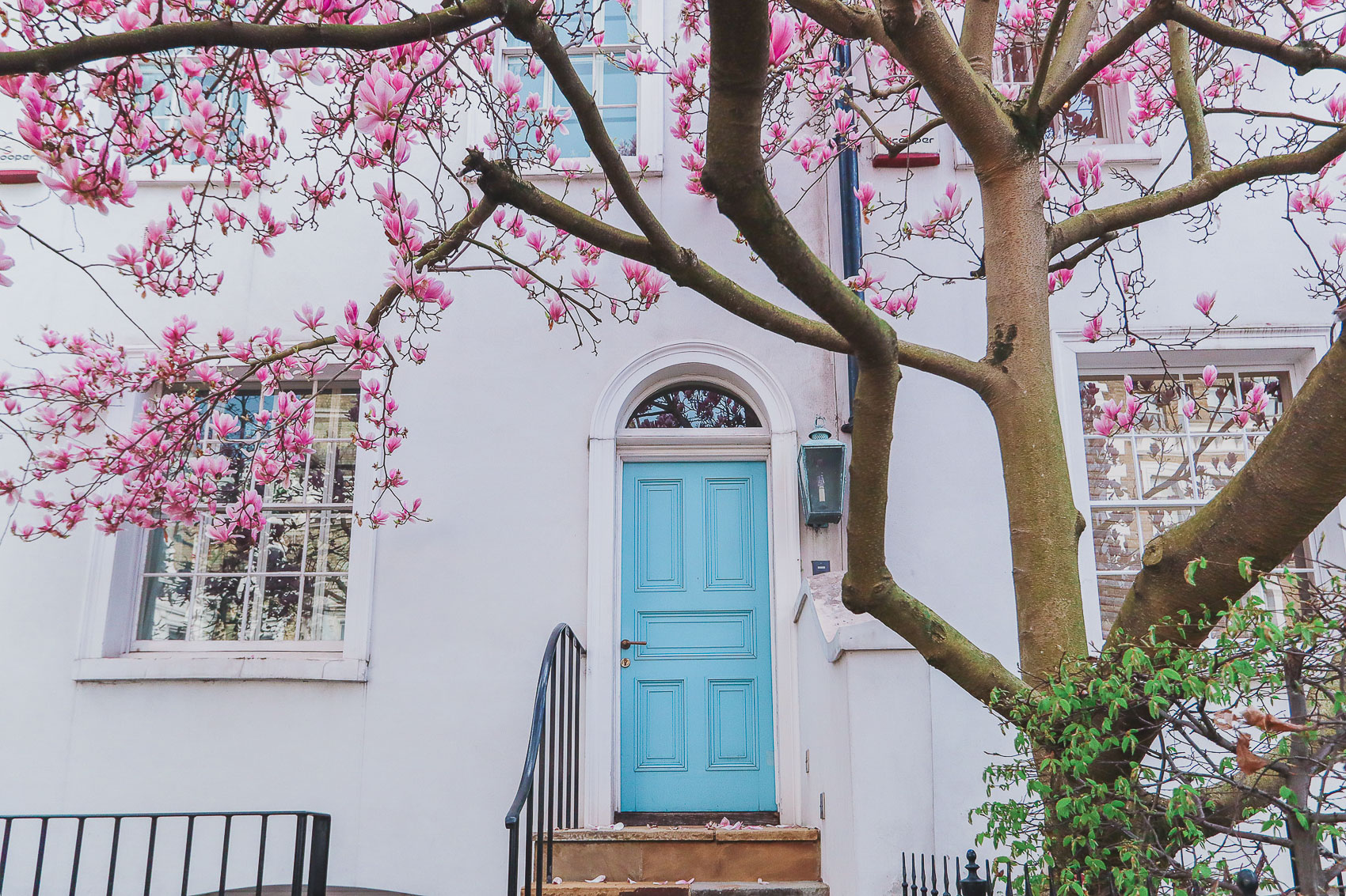 19 Neville Terrace has a beautiful door filled with magnolia flowers