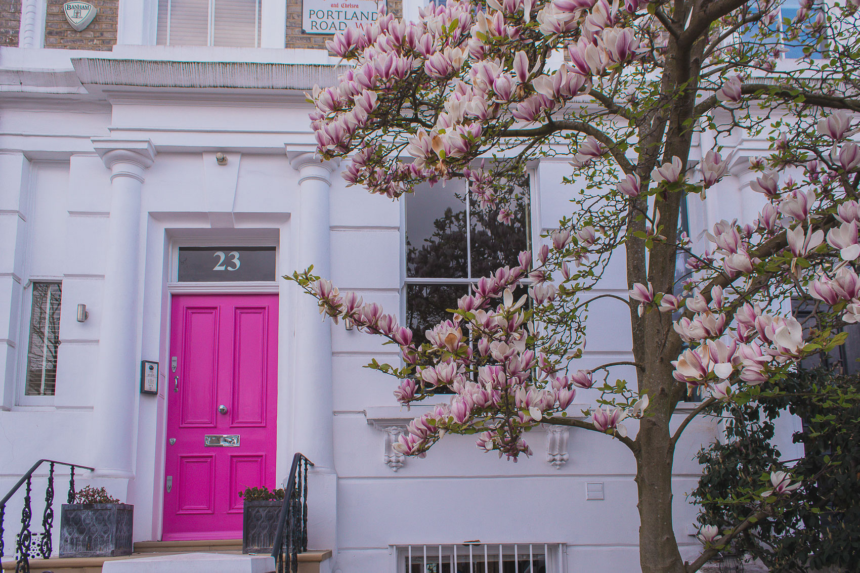 23 Portland Road has a beautiful magnolia by it's door