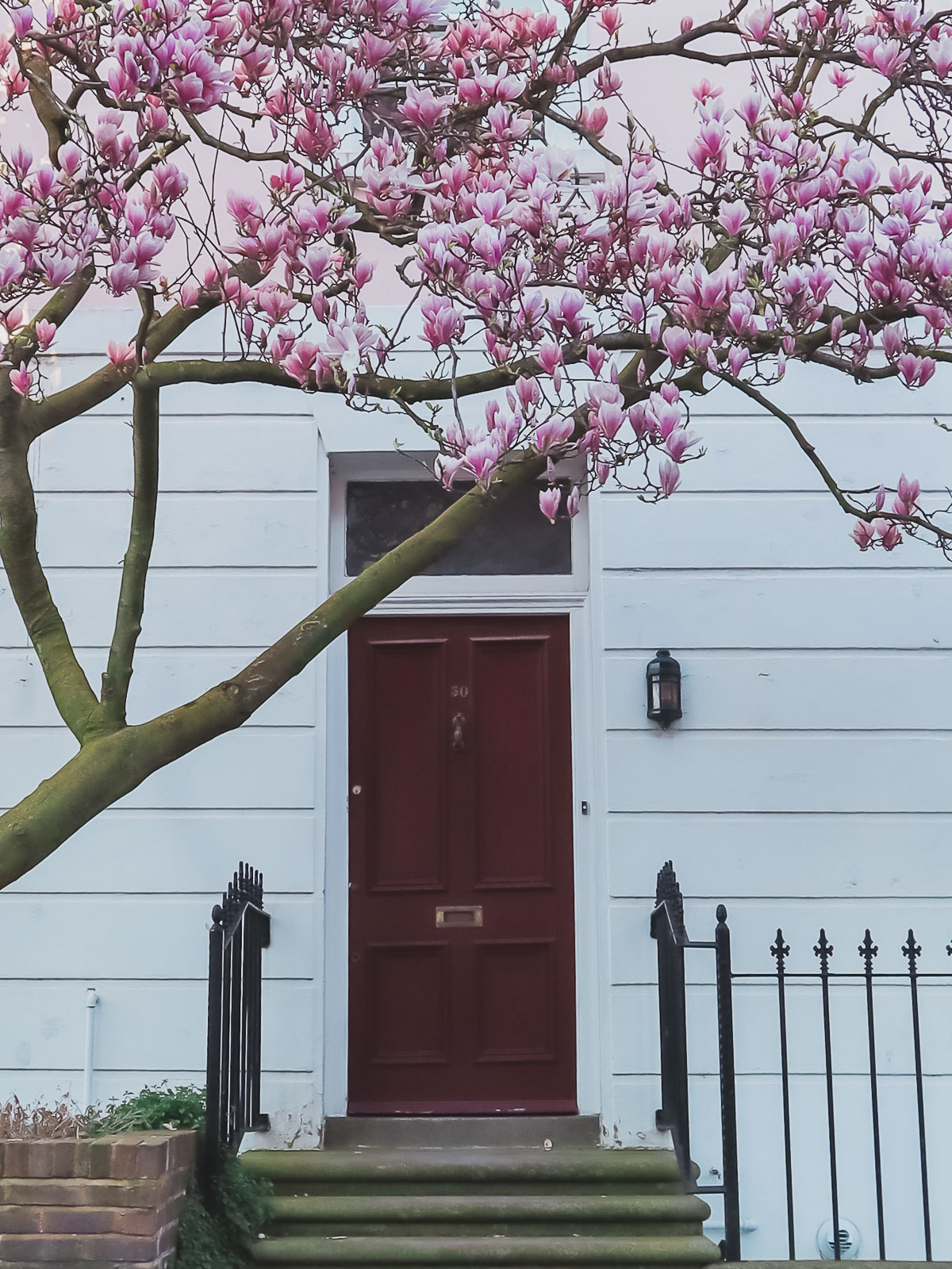 30 Bramerton St, London beautiful magnolia