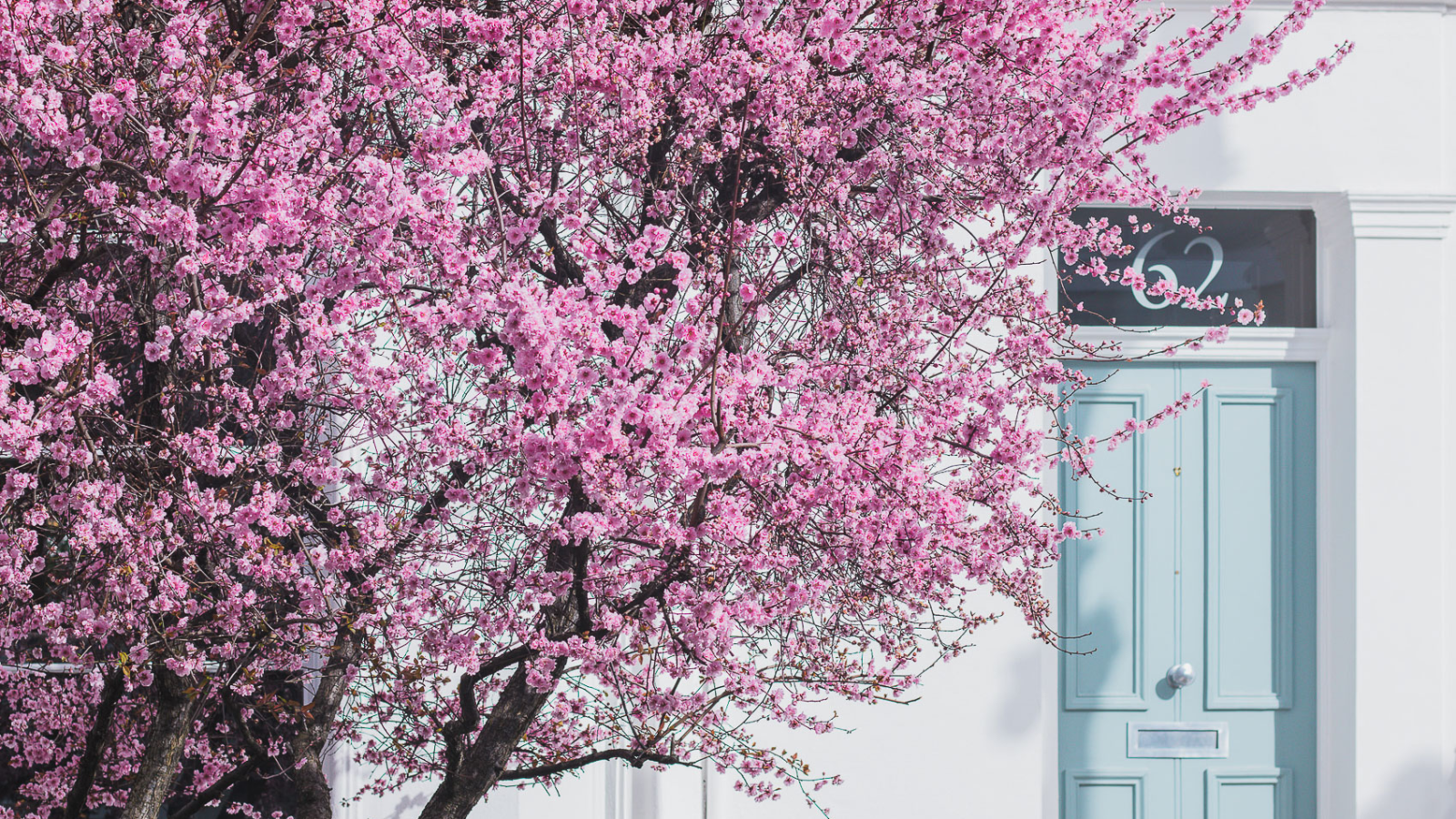 62 Portland Road, in Notting Hill has some beautiful plum blossoms