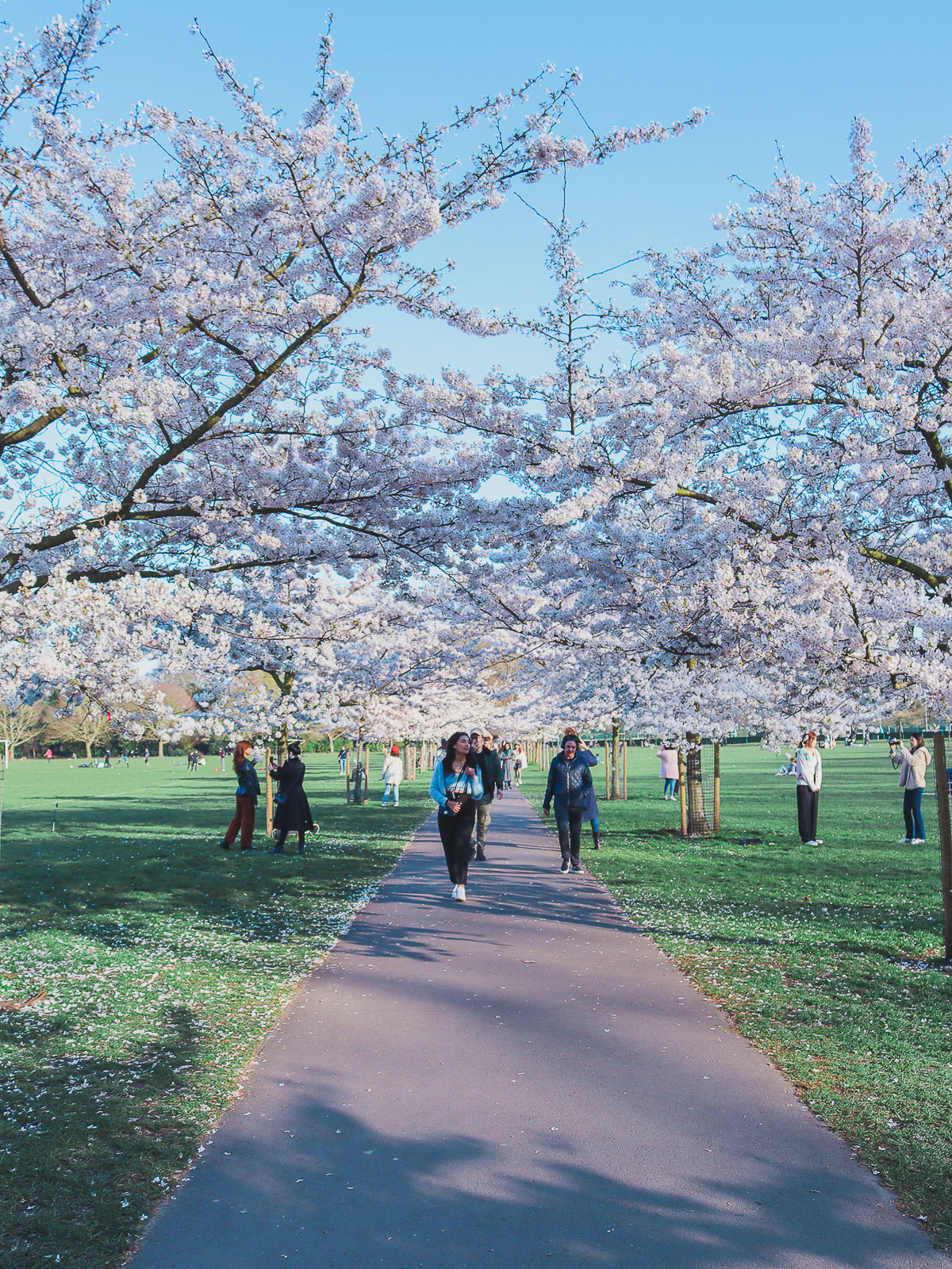 Battersea Park is is one of the places where to find cherry blossoms in London