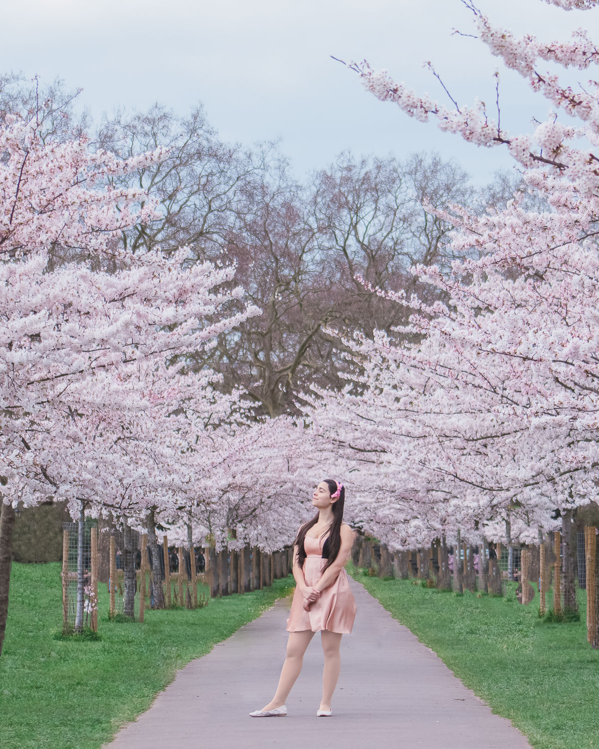 Beautiful cherry blossoms a Battersea Park, London