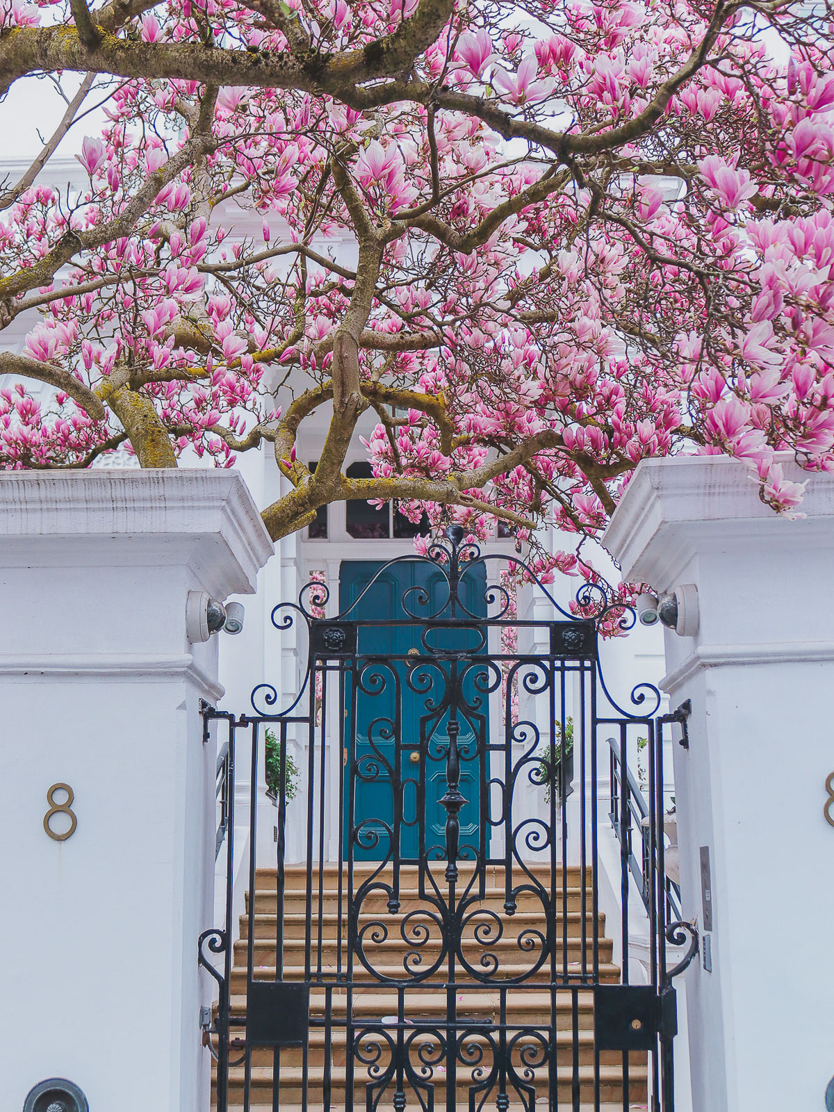 Beautiful magnolia at 8 The Boltons, London
