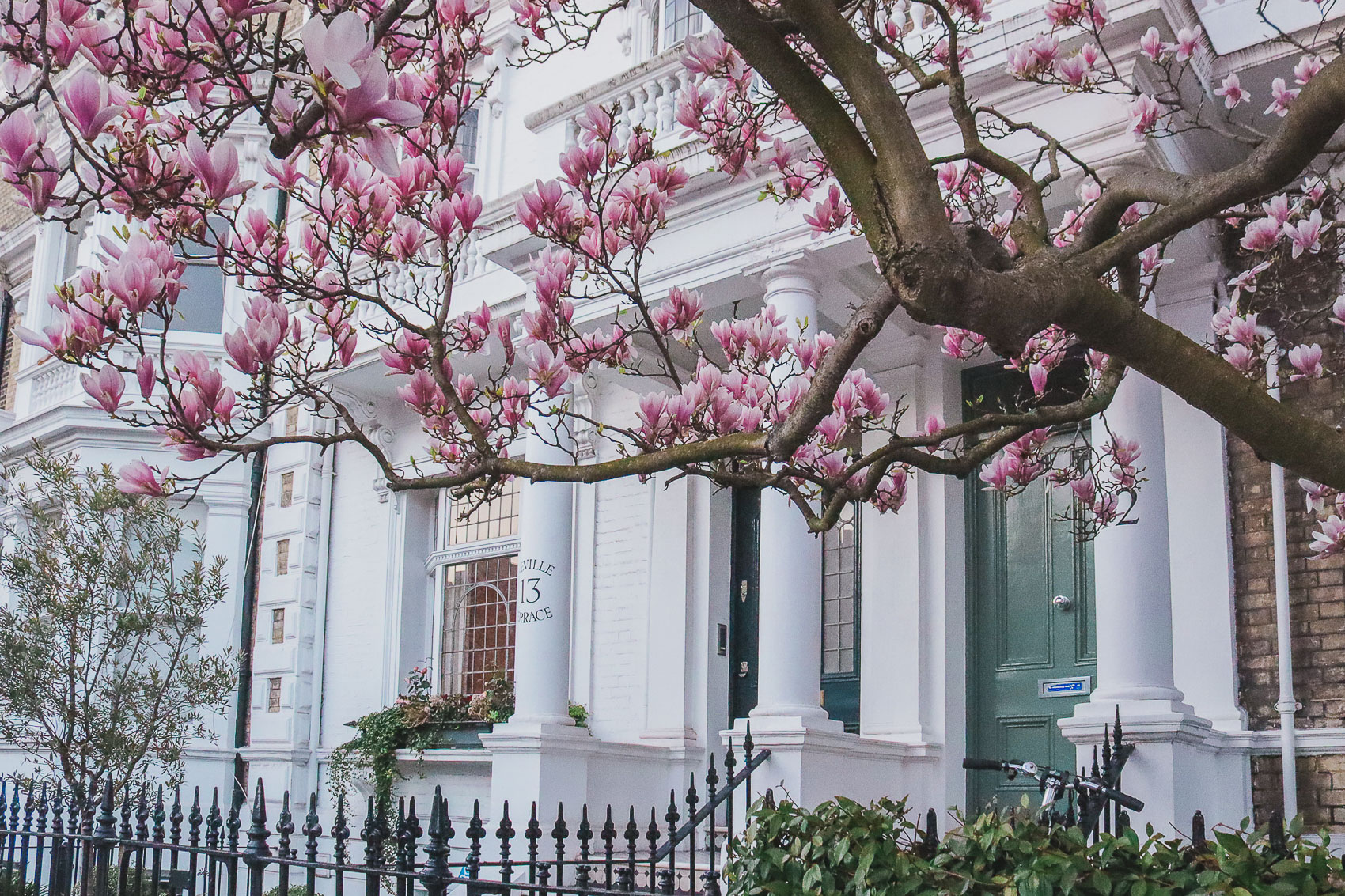 Beautiful magnolia blossoms in 12 Neville Terrace