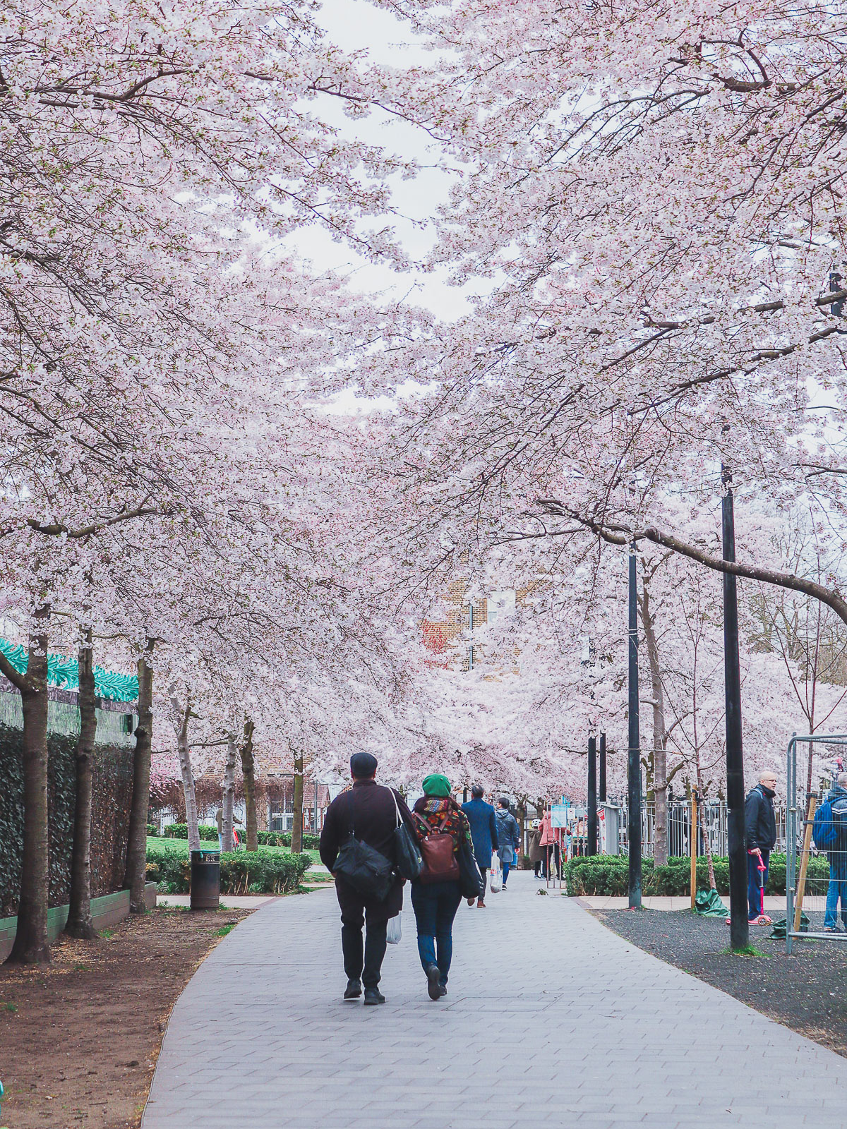 Cherry blossoms at Swiss Cottage Open Space, London