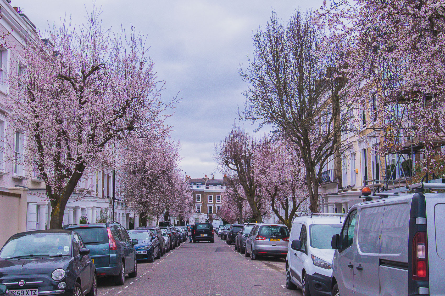 Courtnell St, Notting Hill (W11) is where to find the early blossoms in London
