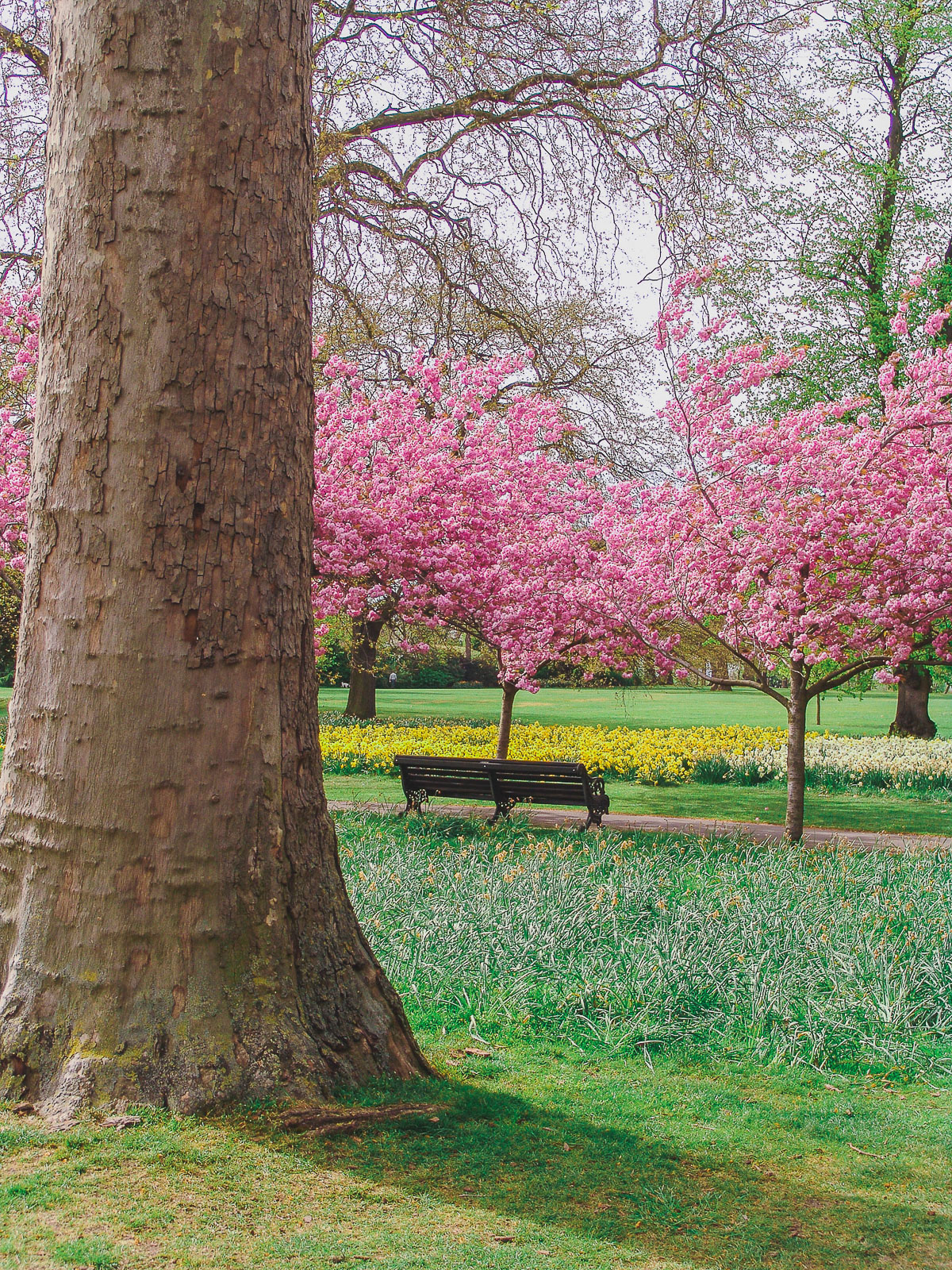 Different perspectives of cherry blossoms in Greenwick Park