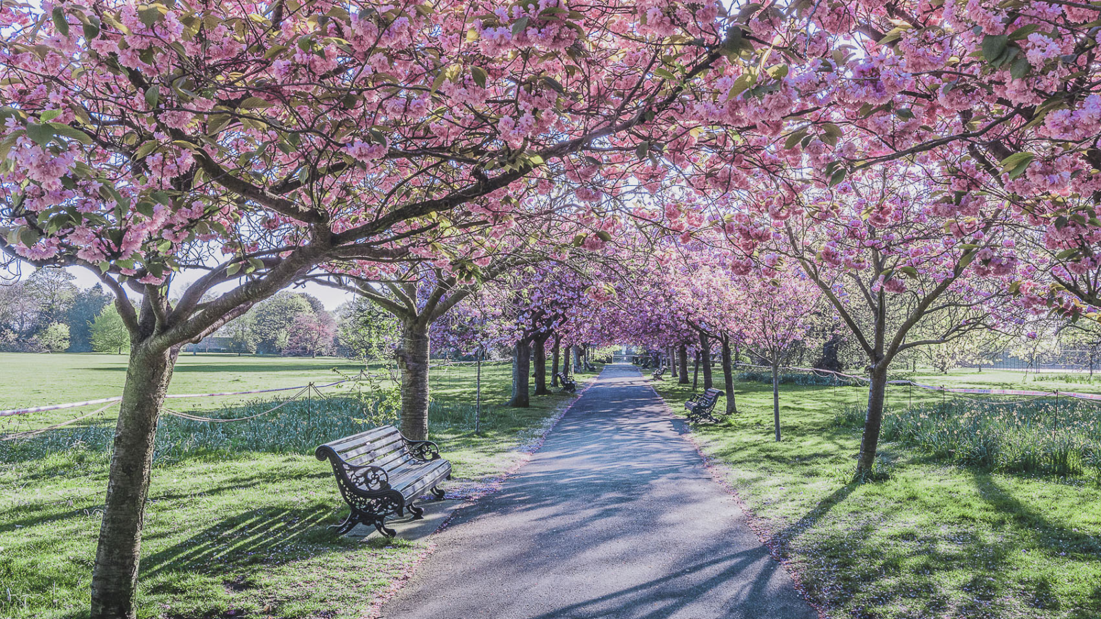 Greenwich Park is one of the places where to find cherry blossoms in London