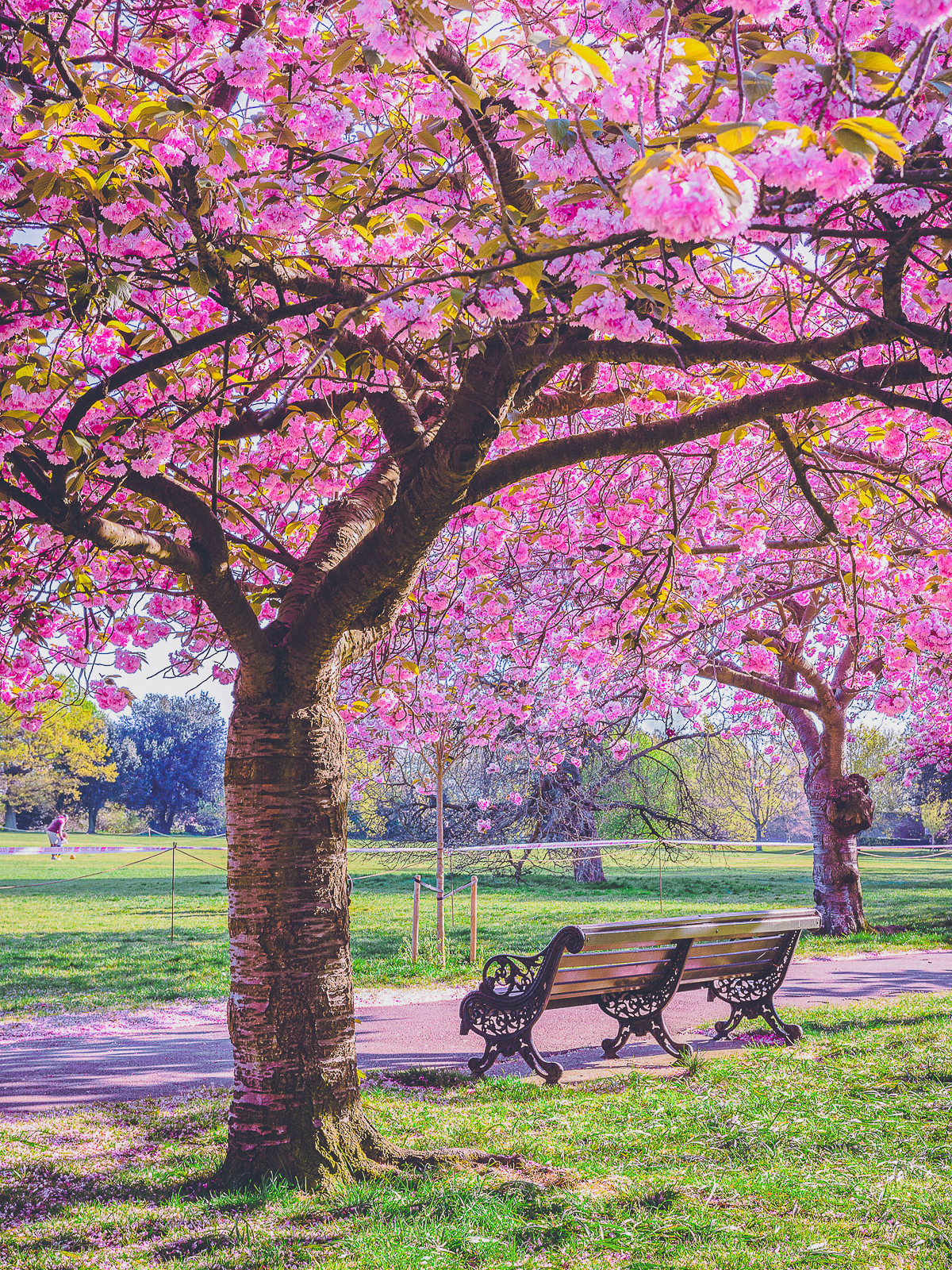 Greenwick Park is one of the places where to find cherry blossoms in London