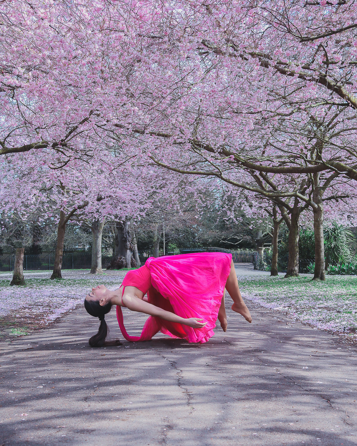 Levitating photography at Ravenscourt Park Cherry Blossoms row