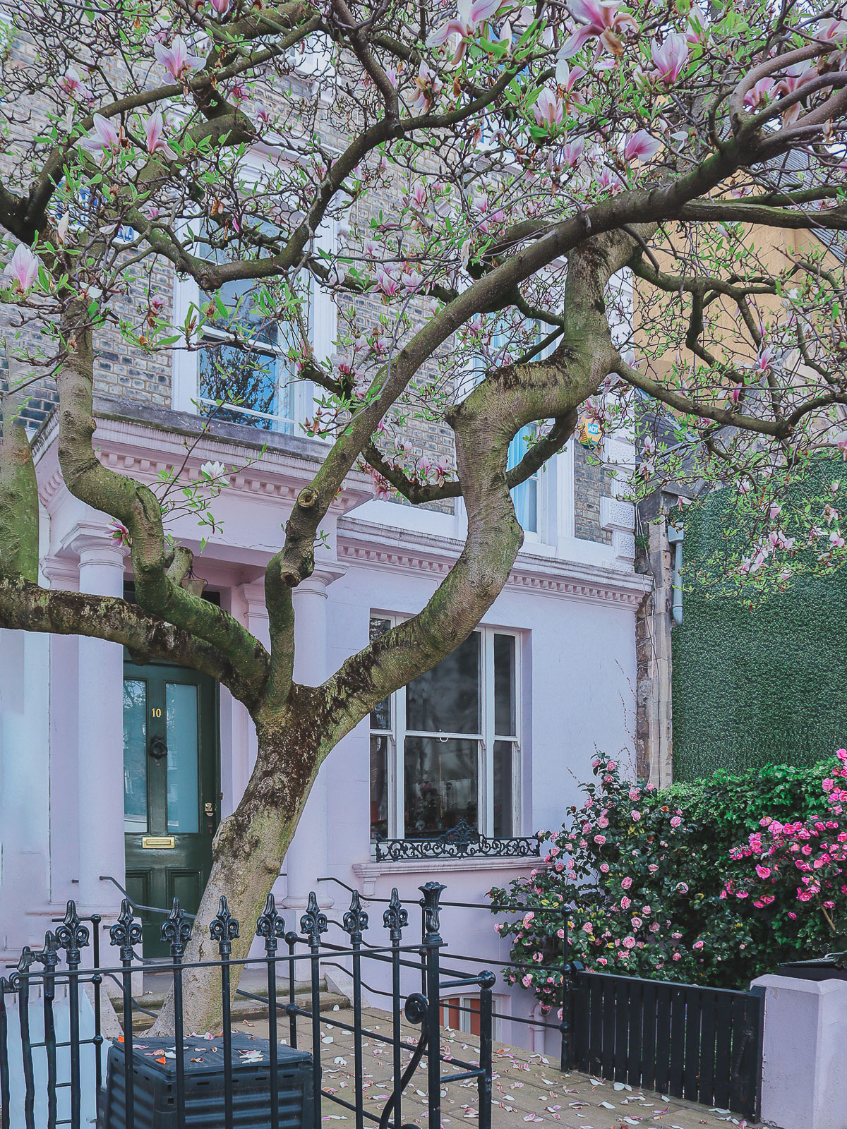 Magnolia at 10 Alma Terrace, London