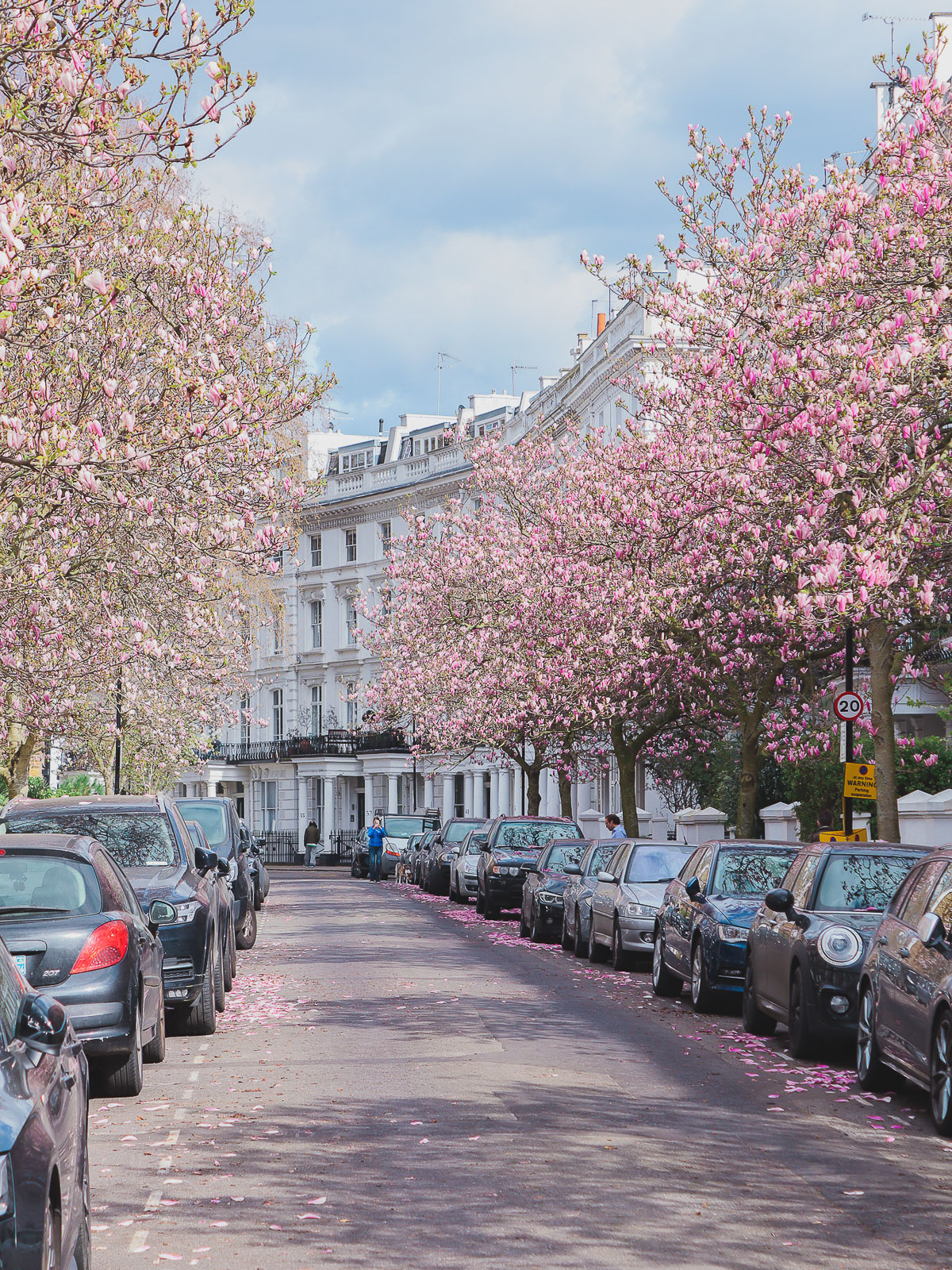 Magnolias at Sunderland Terrace, London