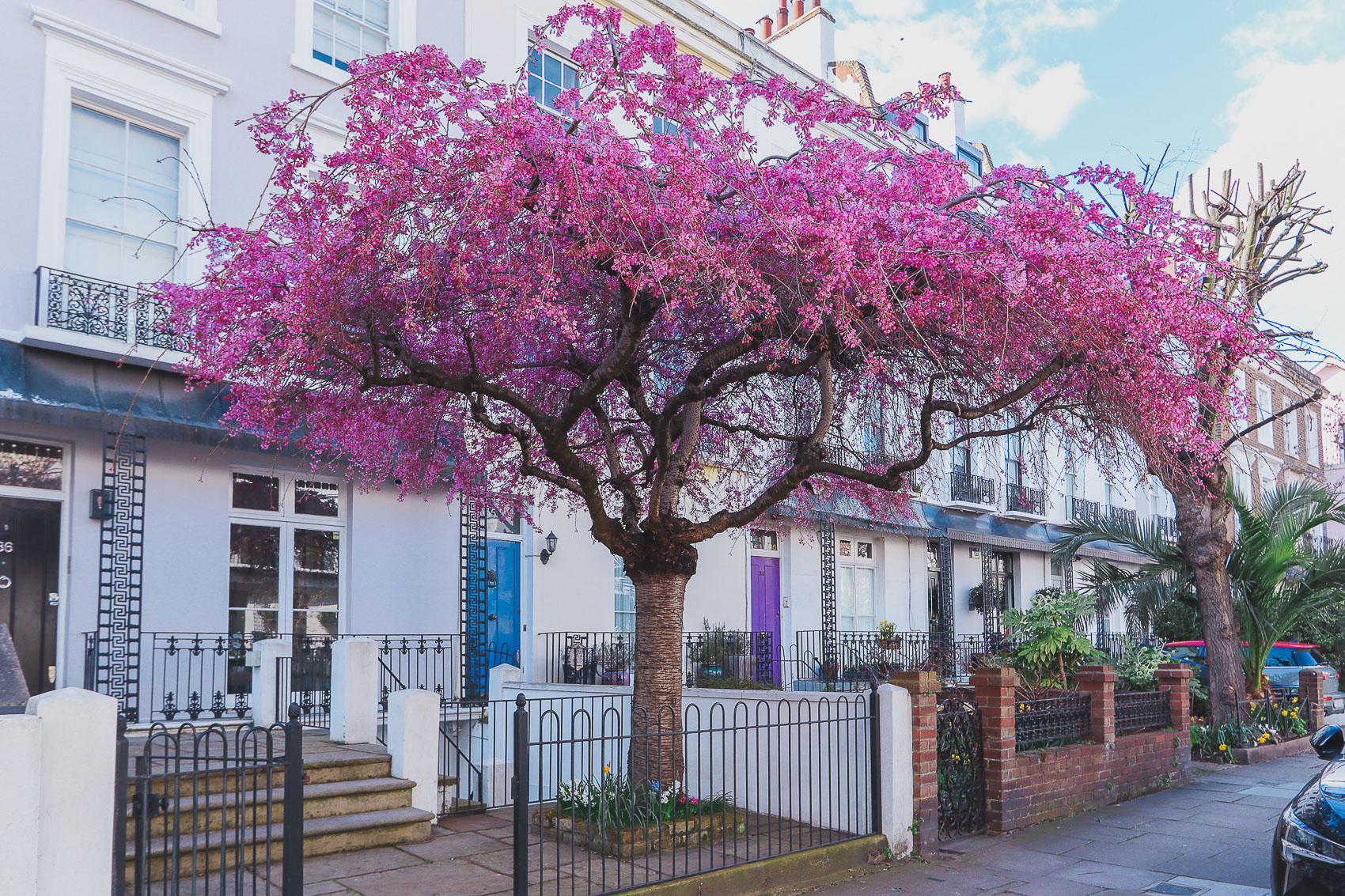 Pink blossoms in an interesting, flat top tree in 34 Northumberland Pl