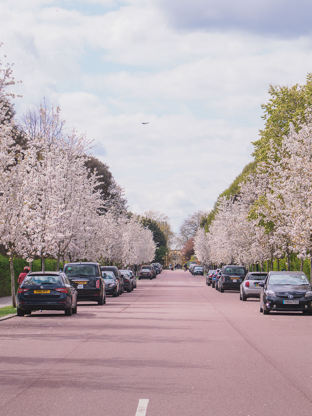Regent's Park cherry blossoms