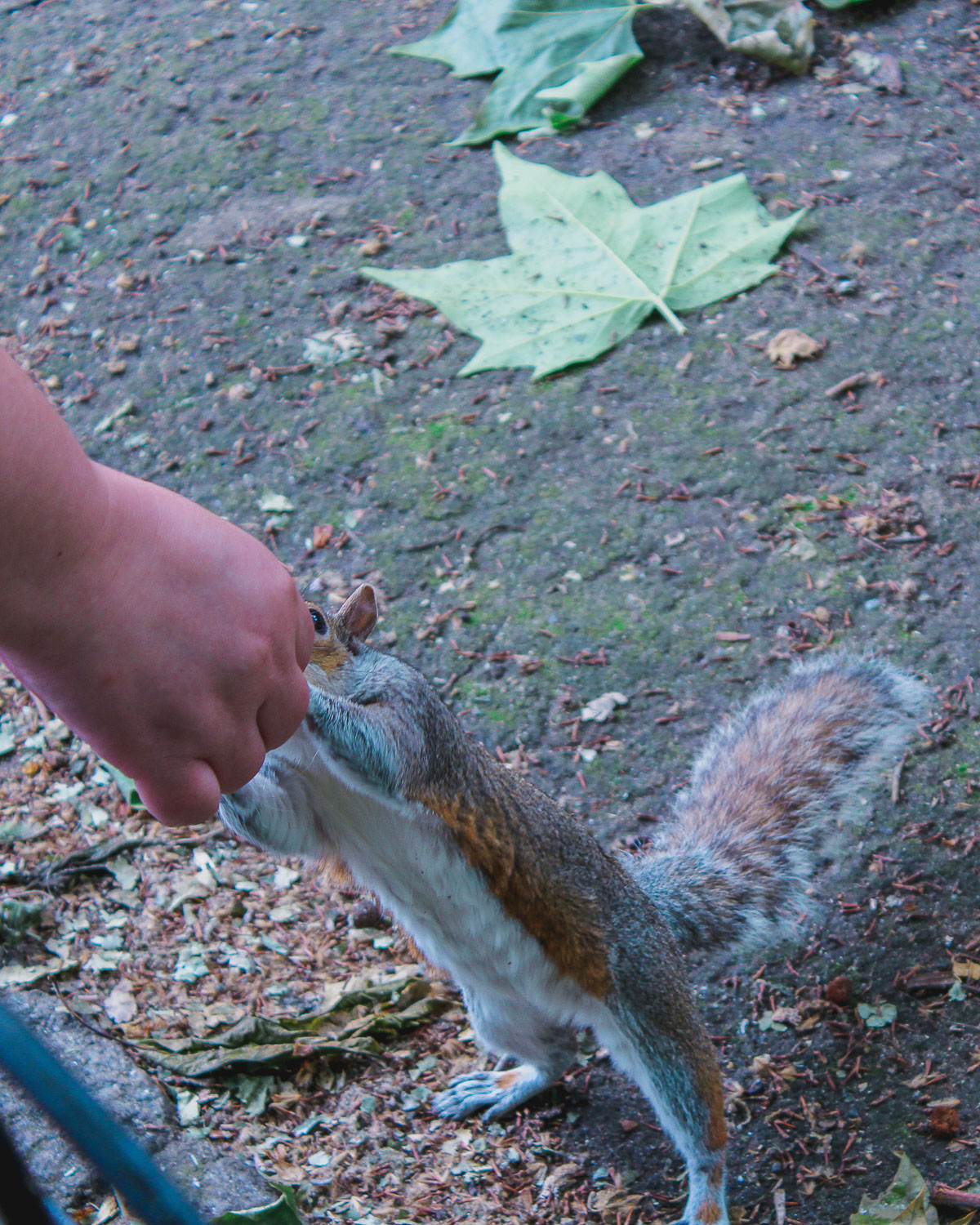 Squirrel at St Jame's Park, London