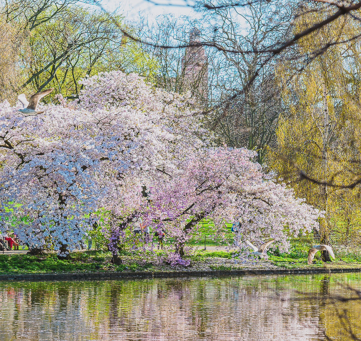 St. James's Park is one of the places where to find cherry blossoms in London