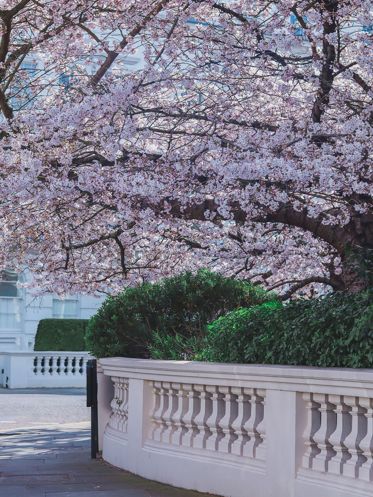 Stanley Crescent Cherry Blossoms