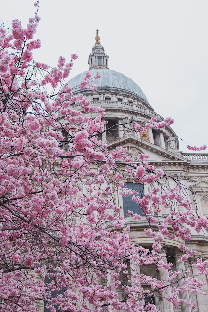 Stunning cherry blossoms at St Paul's Cathedral, London