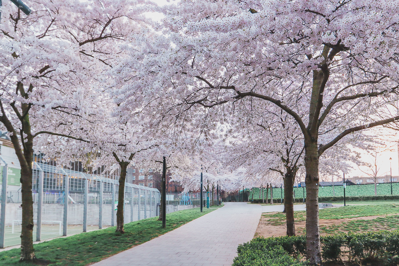 Swiss Cottage Open Space is one of the best places where to find cherry blossoms in London