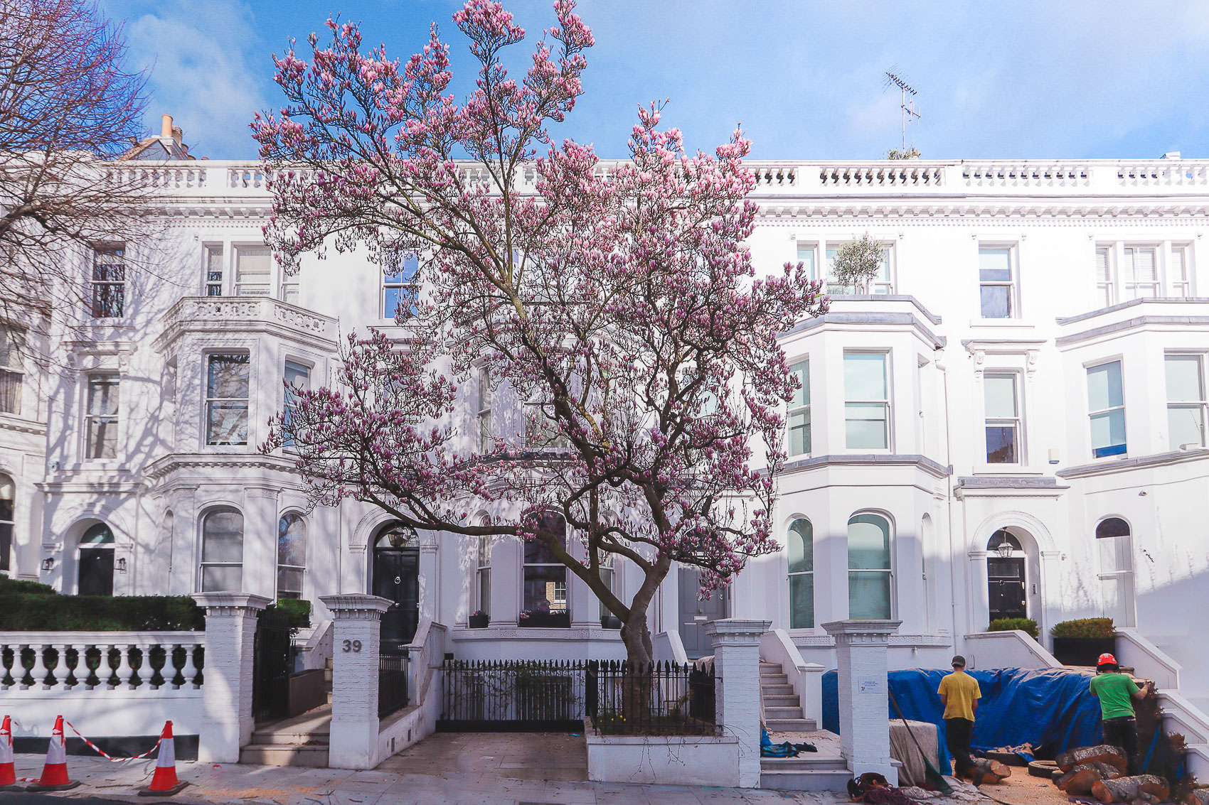 The magnolia at 39 Argyll Rd is one of the most impressive in London