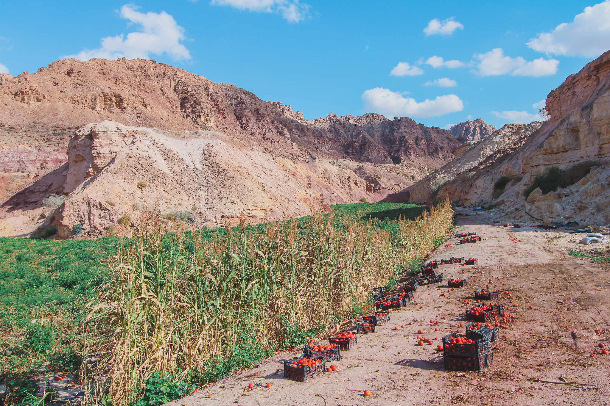 Tomato Plantation at Highway 60, a Jordan Hidden Gem