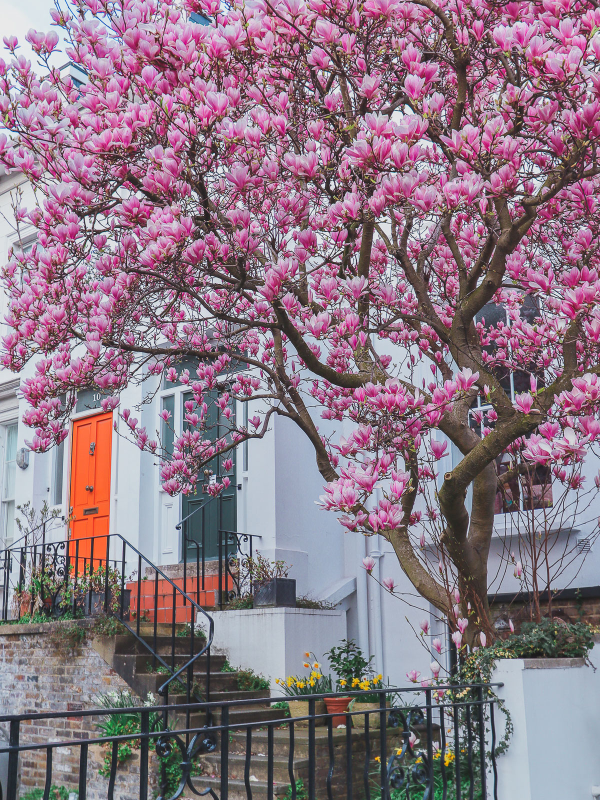 Where to find magnolias in London - 10 Allen Street
