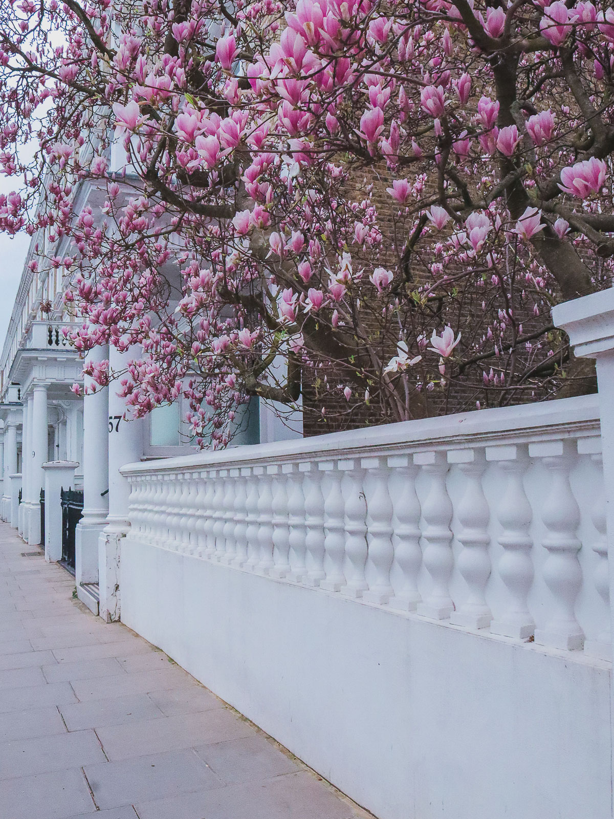 Where to find magnolias in London - 57 Harcourt Terrace