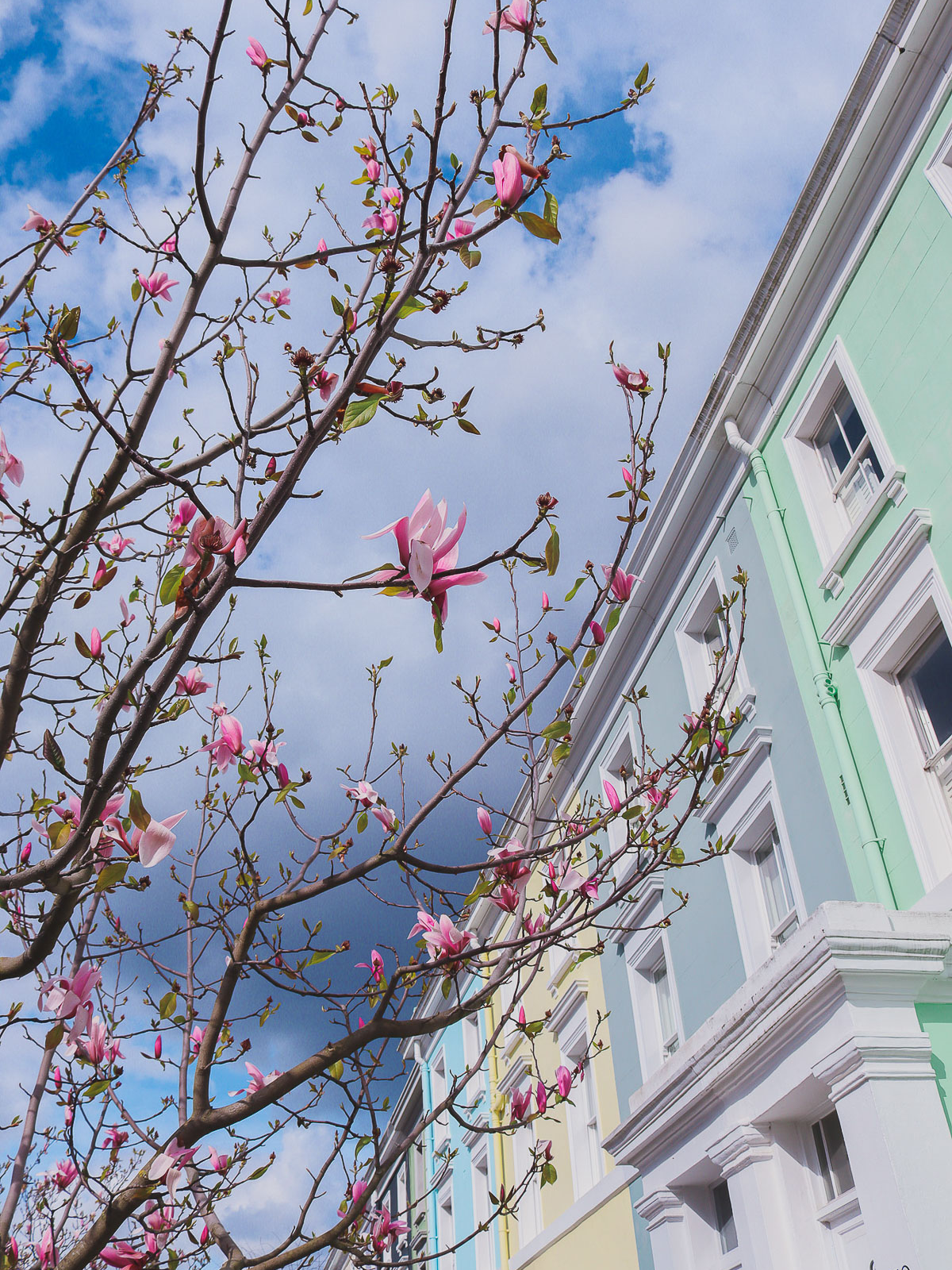 Where to find magnolias in London - Elgin Crescent