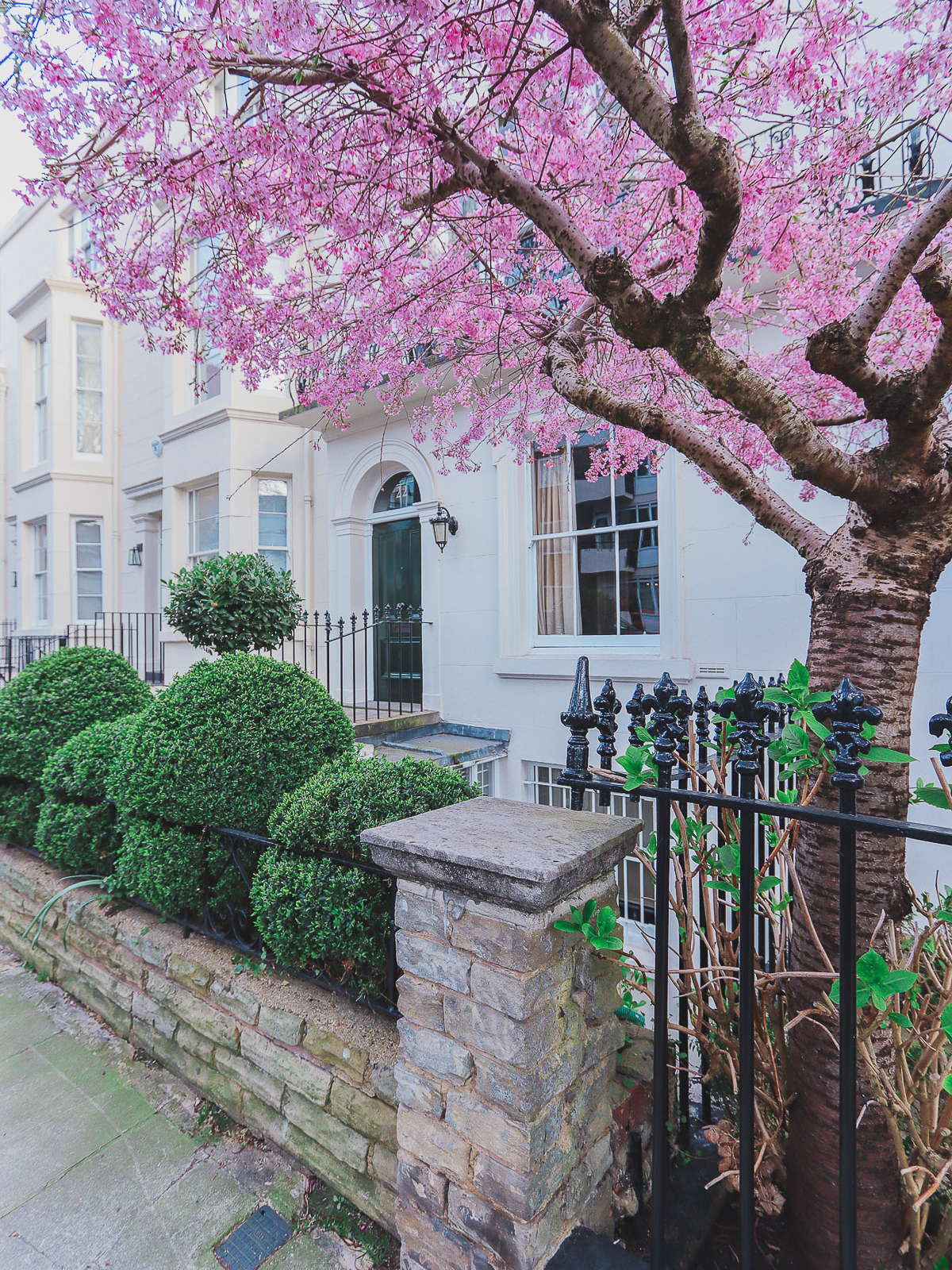 beautiful free blossom at 22 Gloucester Walk, London