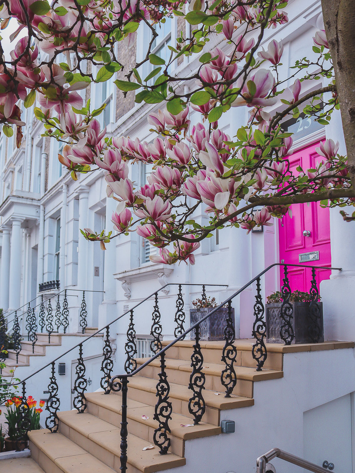 beautiful magnolia and pink door at 23 Portland Road, London