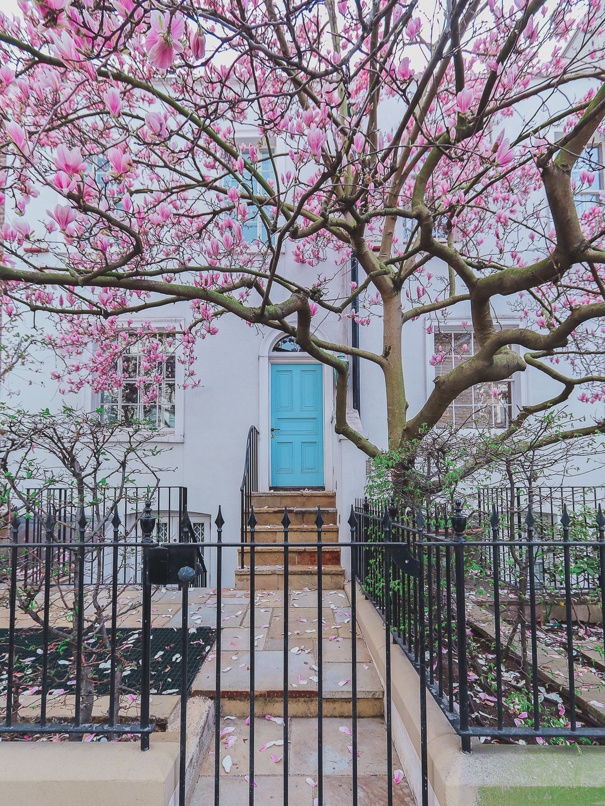 beautiful magnolia in Neville Terrace, London