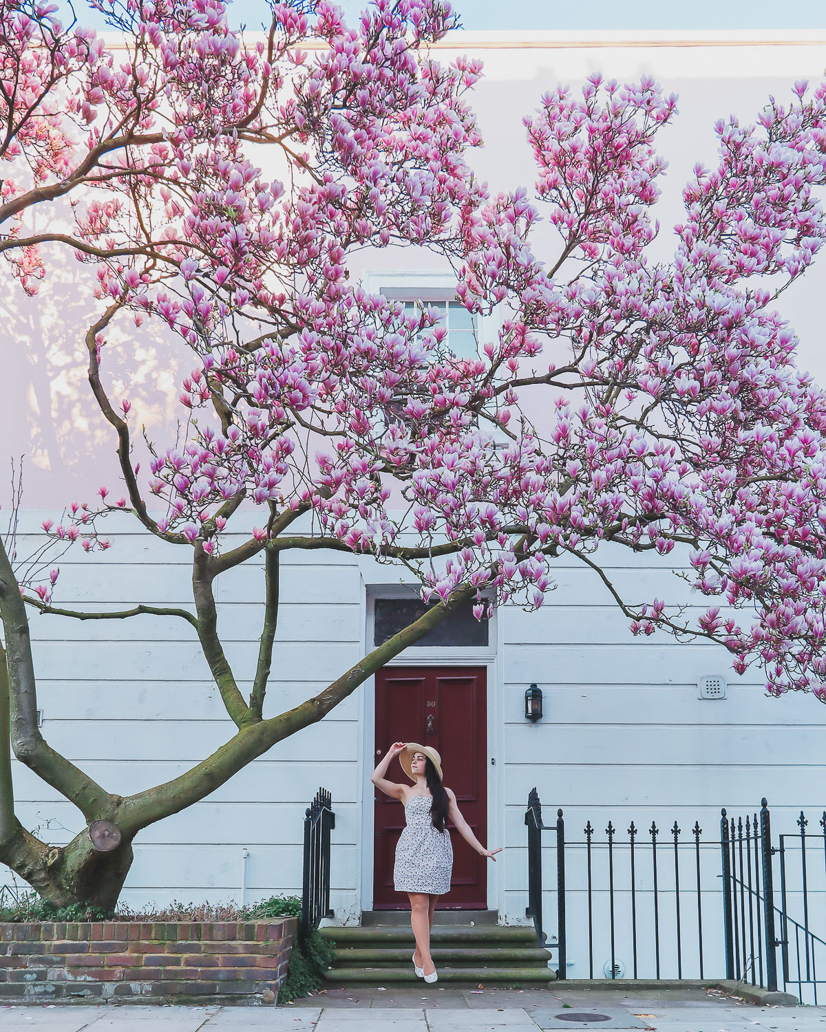 big magnolia at 30 Bramerton St, London