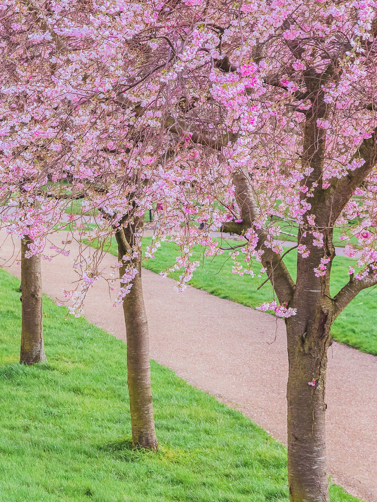cherry blossoms at Alexandra Palace, London