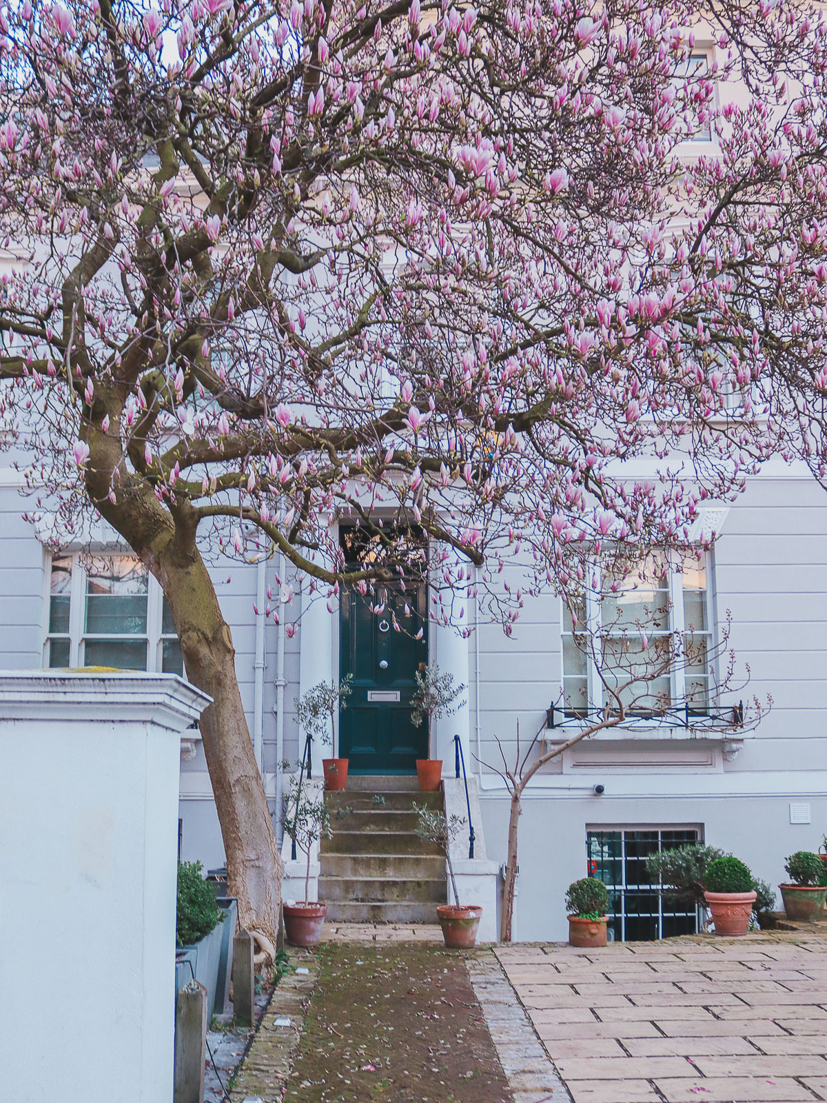 magnolia at 20 Earls Court Gardens, London