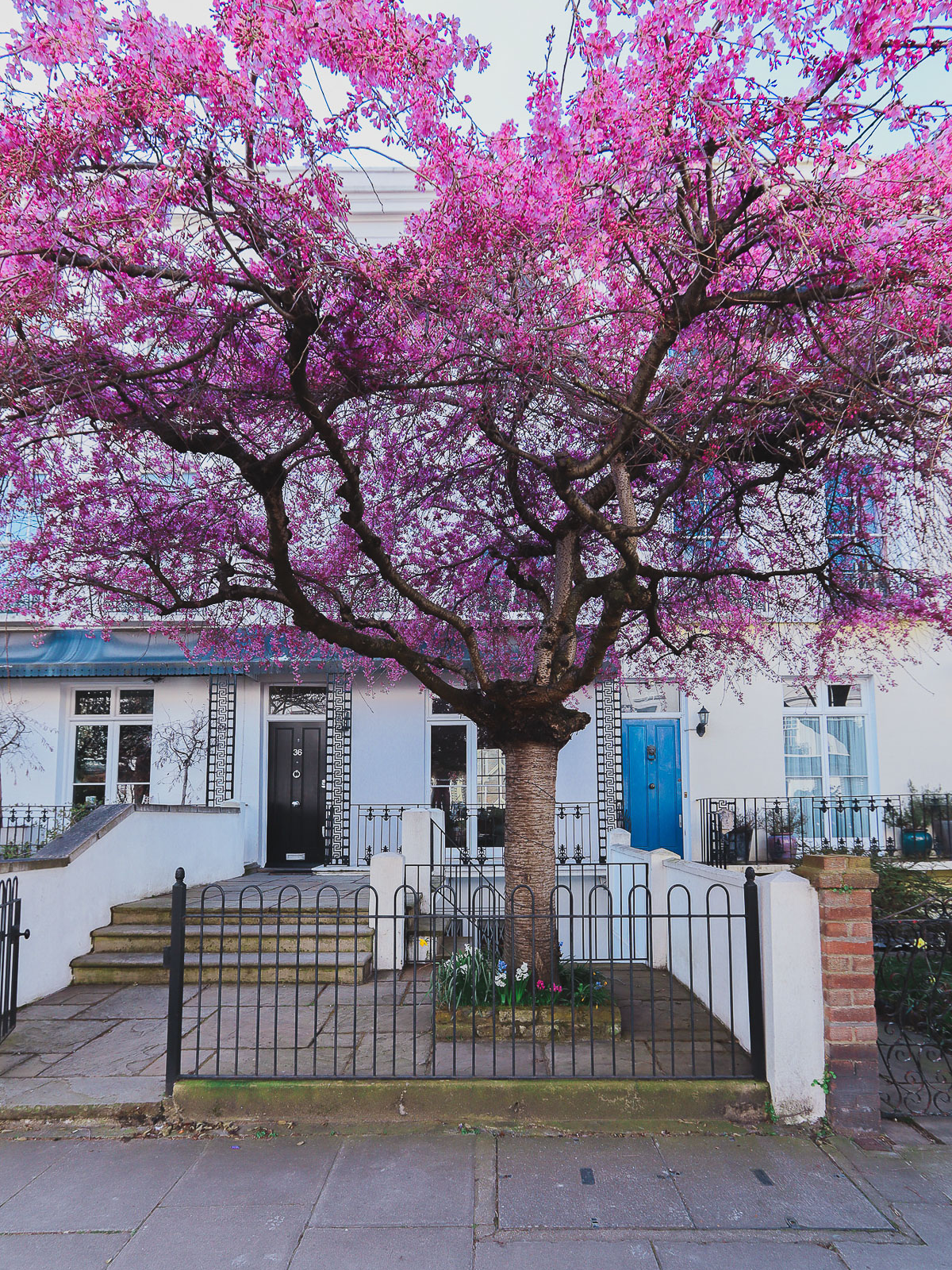 tree blossom at 34 Northumberland Pl, London