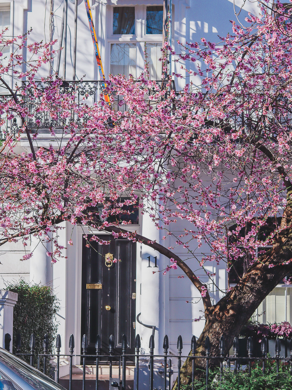 where to find cherry blossoms in London - 11 Thurloe Street