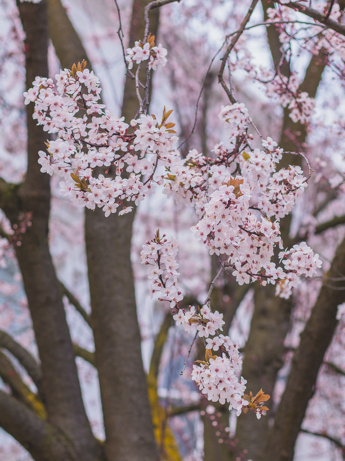where to find cherry blossoms in London