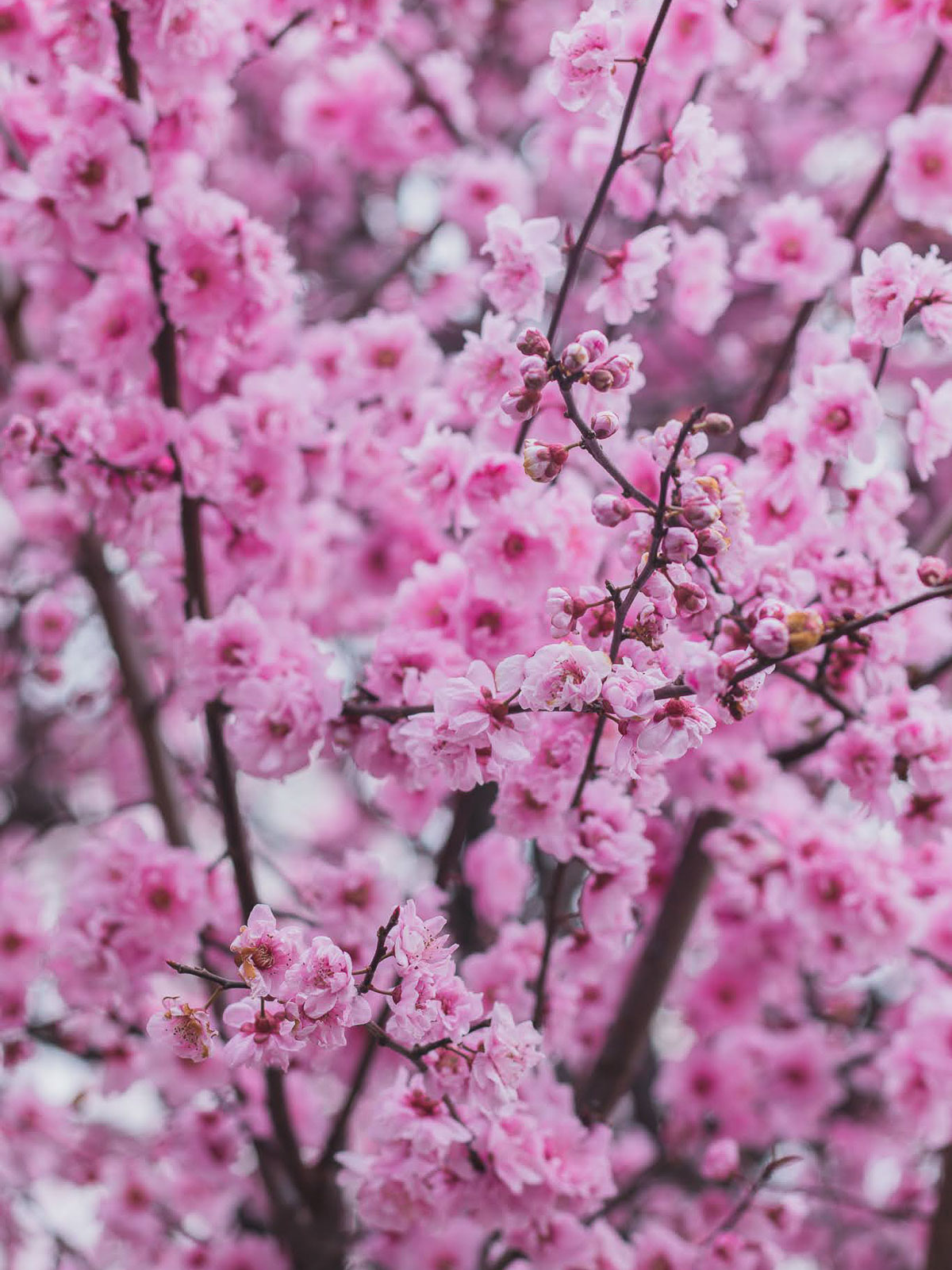 where to find cherry blossoms in London