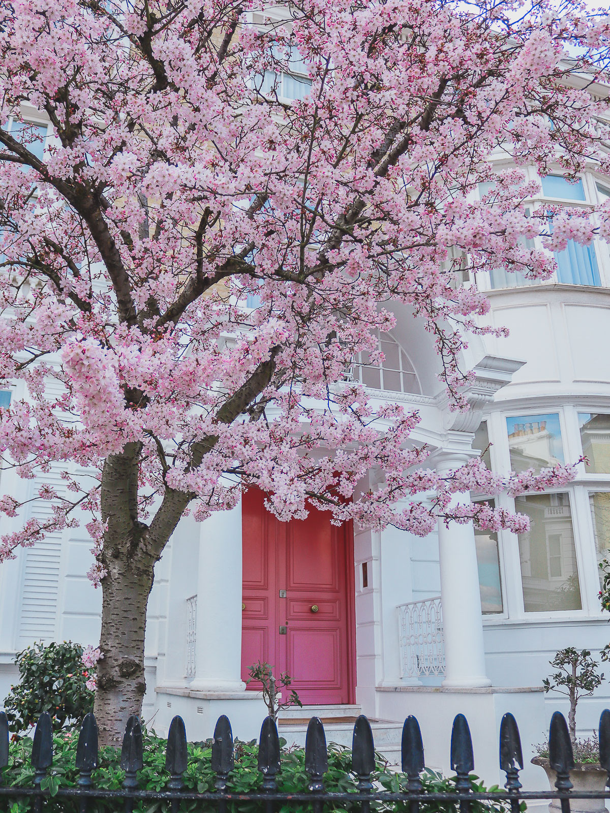 where to find cherry blossoms in London - 39 Phillimore Gardens