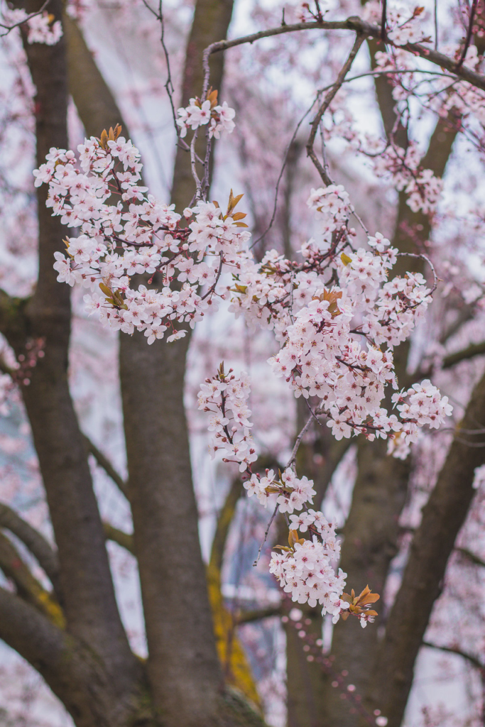 where to find cherry blossoms in London