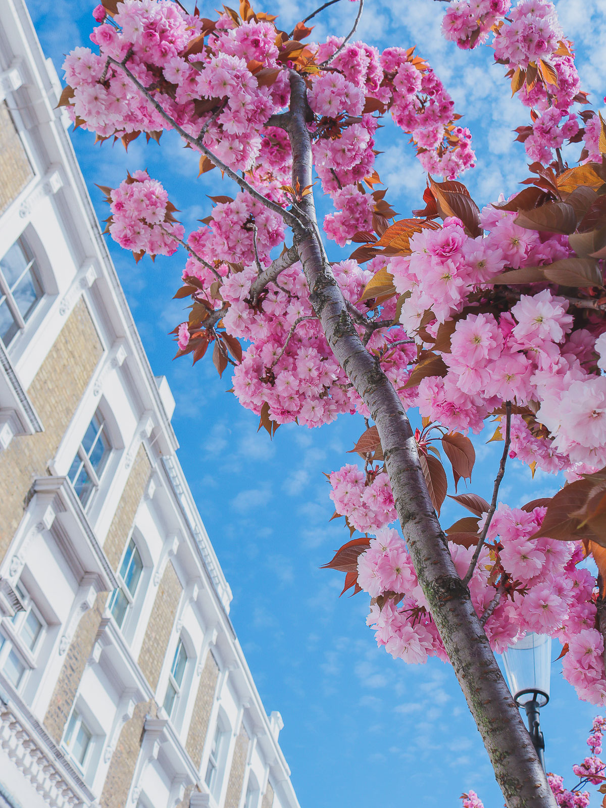 where to find cherry blossoms in London - Redcliffe Road
