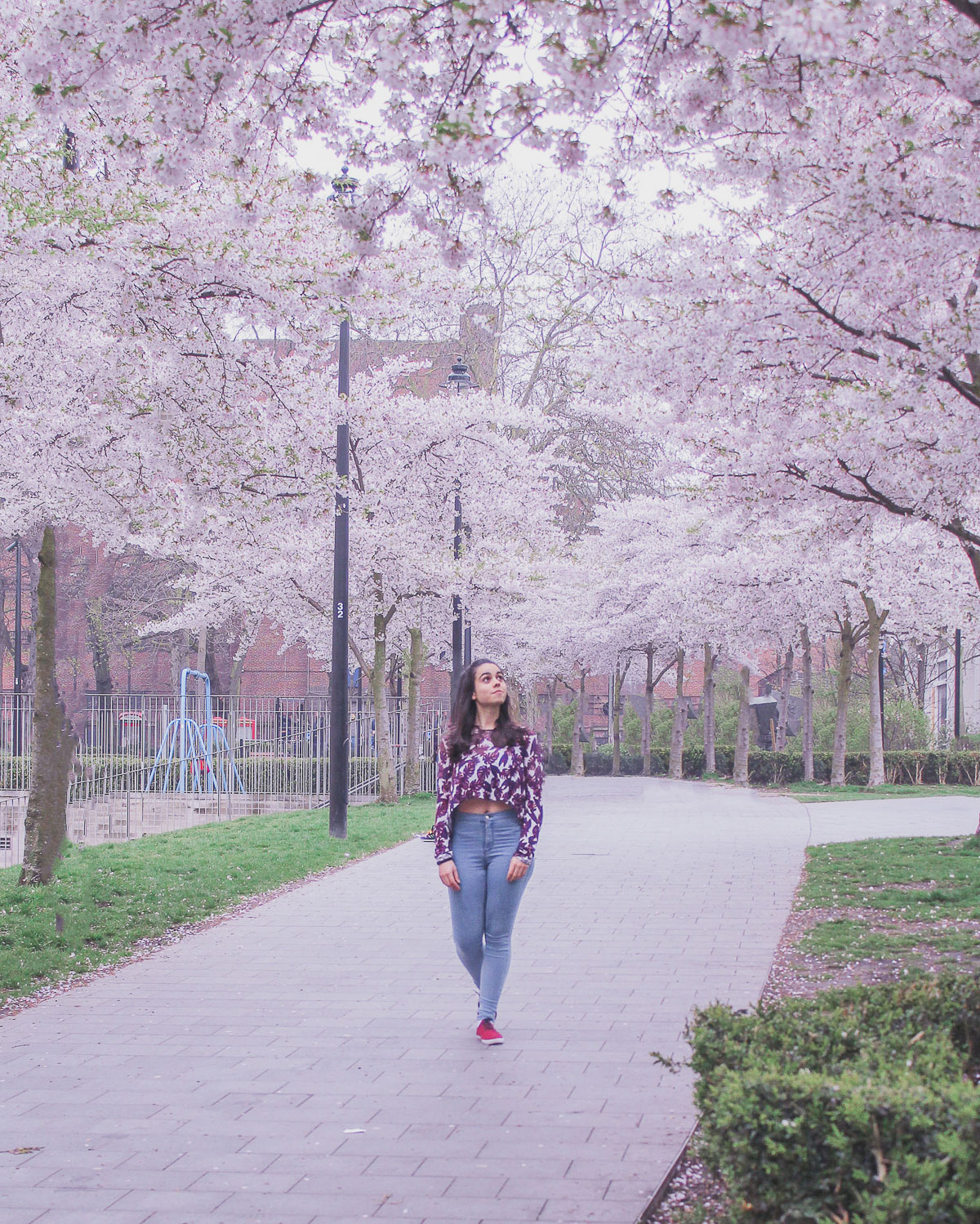 where to find cherry blossoms in London - Swiss Cottage, Norwest London