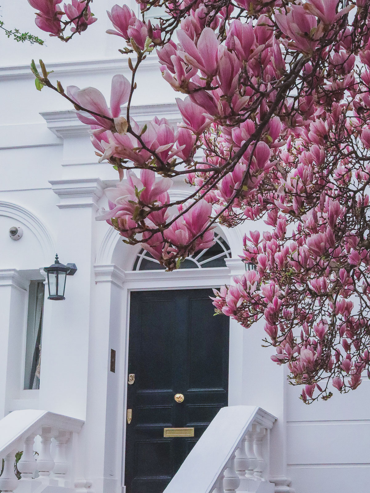 where to find magnolias in London - 25 The Little Boltons